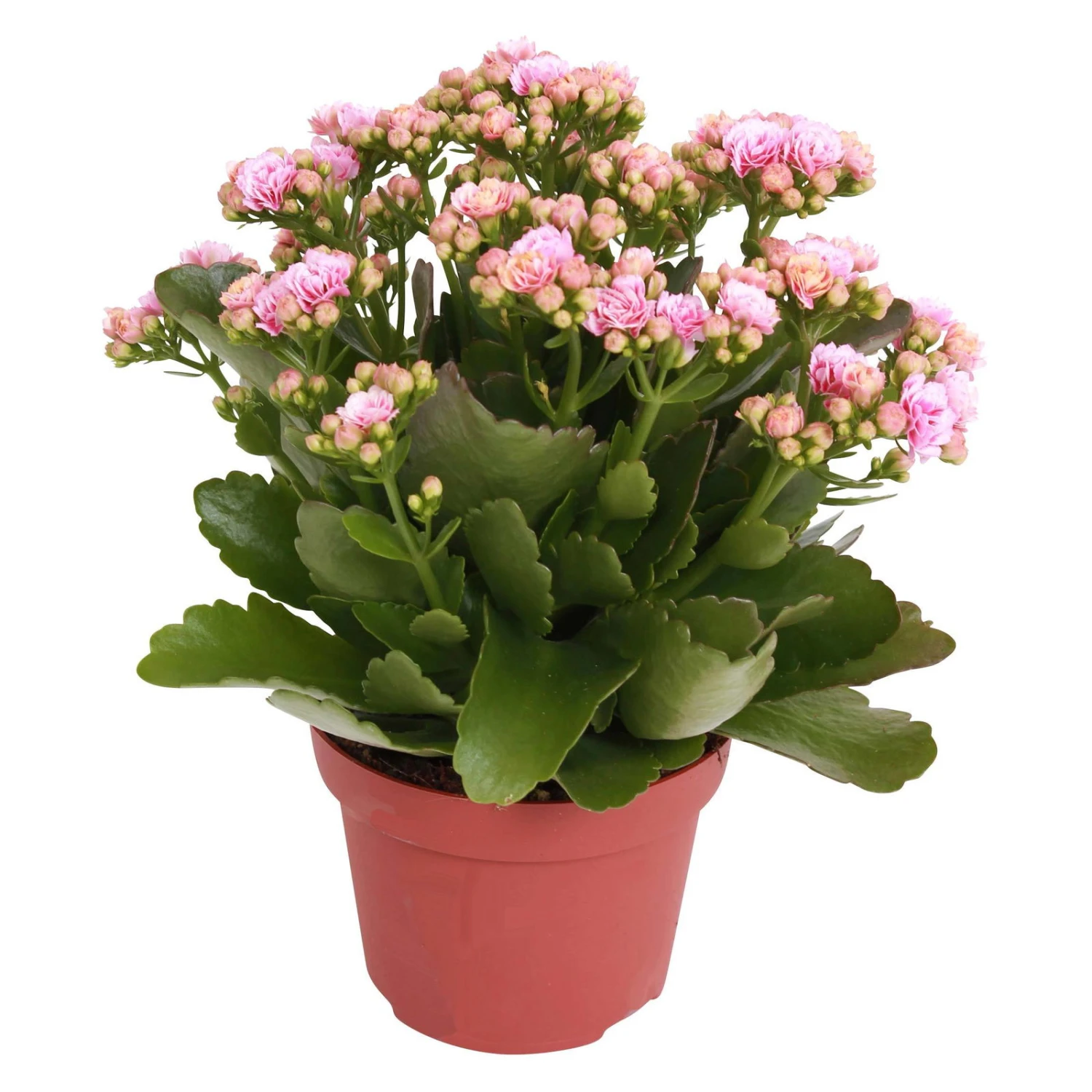 Kalanchoe 'Calandiva'®, Rosa-weiß, Topf-Ø 12 Cm, Höhe Ca. 27,5 Cm, 6er-Set - Image 5
