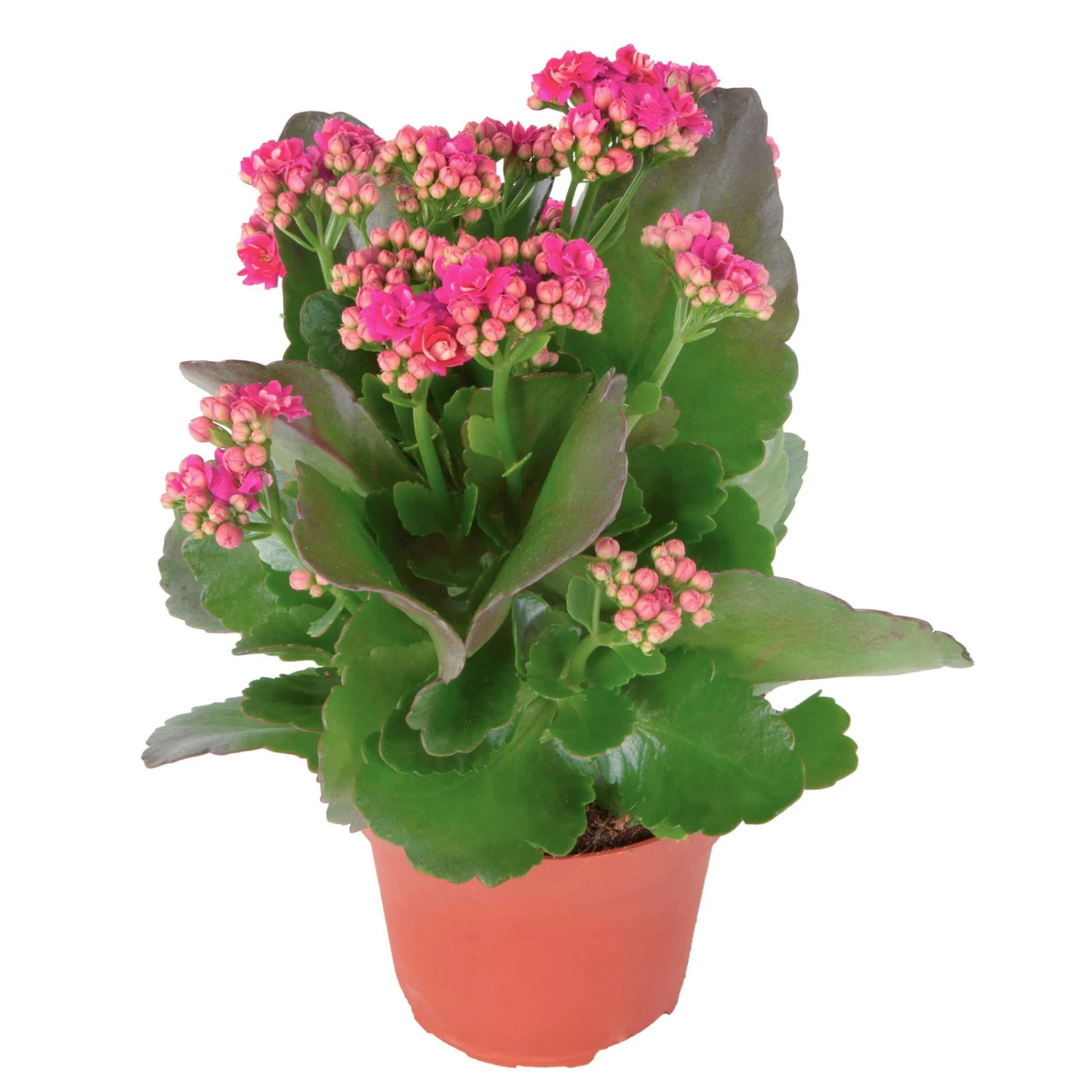 Kalanchoe 'Calandiva'®, Violett, Topf-Ø 12 Cm, Höhe Ca. 27,5 Cm, 6er-Set - Image 4
