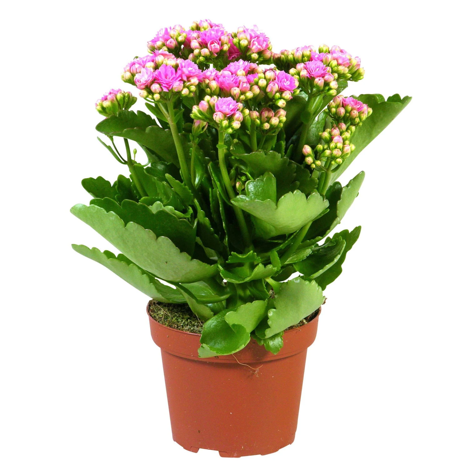 Kalanchoe 'Calandiva'®, Rosa, Topf-Ø 12 Cm, Höhe Ca. 27,5 Cm, 6er-Set - Image 5