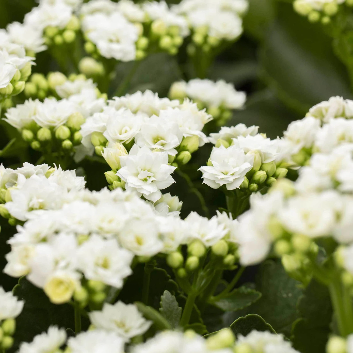 Kalanchoe 'Calandiva'®, Weiß, Topf-Ø 12 Cm, Höhe Ca. 27,5 Cm, 6er-Set - Image 2