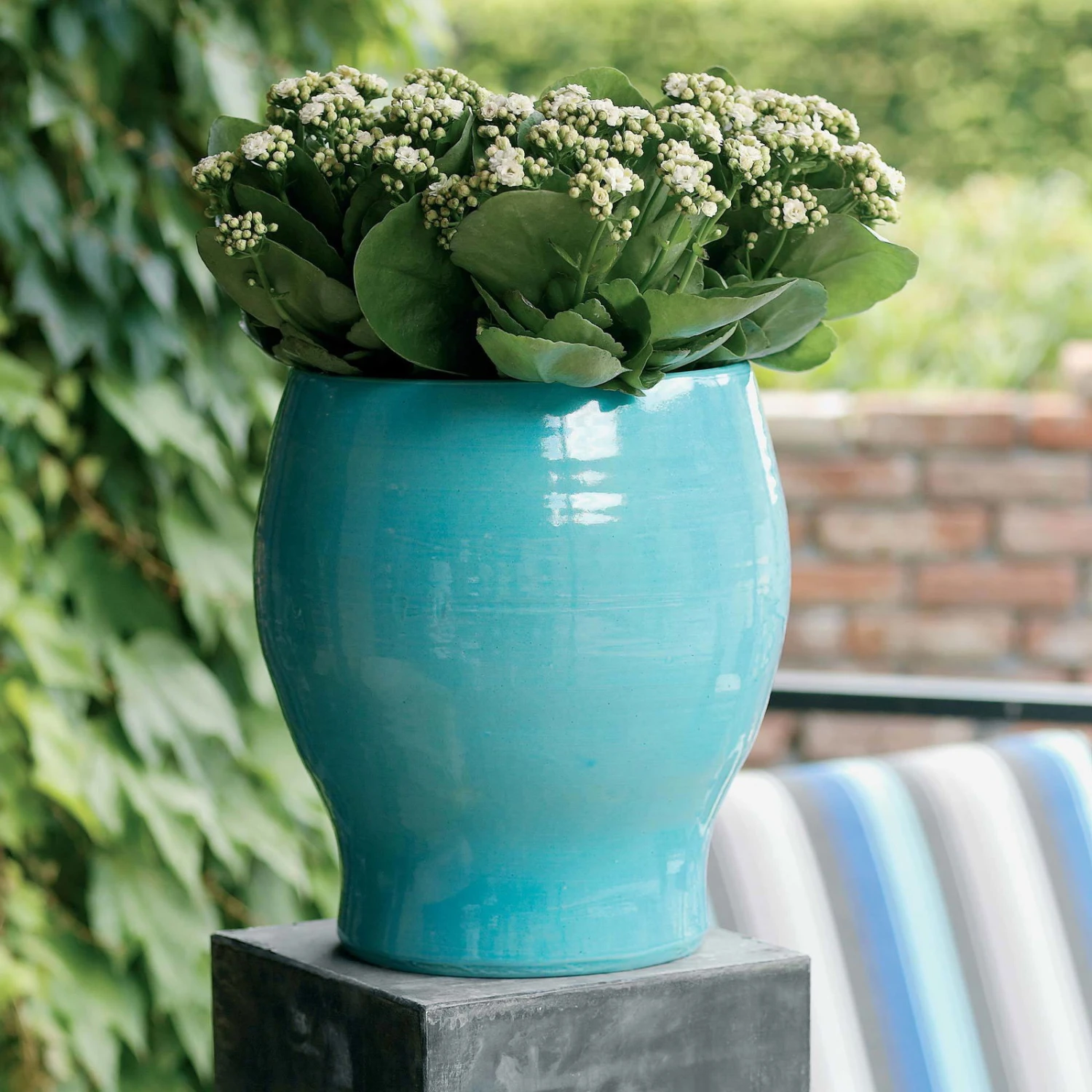 Kalanchoe 'Calandiva'®, Weiß, Topf-Ø 12 Cm, Höhe Ca. 27,5 Cm, 6er-Set - Image 3