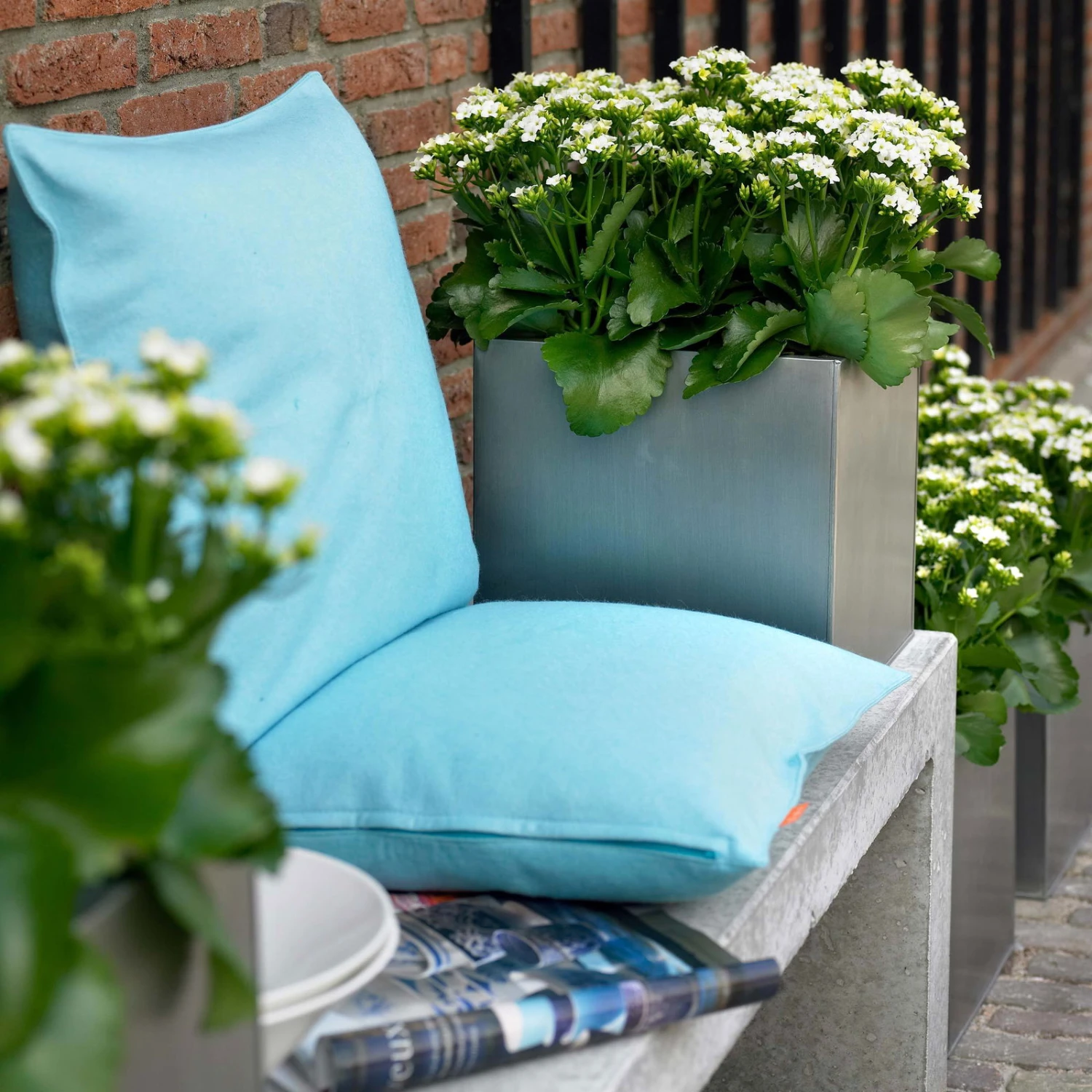 Kalanchoe 'Calandiva'®, Weiß, Topf-Ø 12 Cm, Höhe Ca. 27,5 Cm, 6er-Set - Image 4