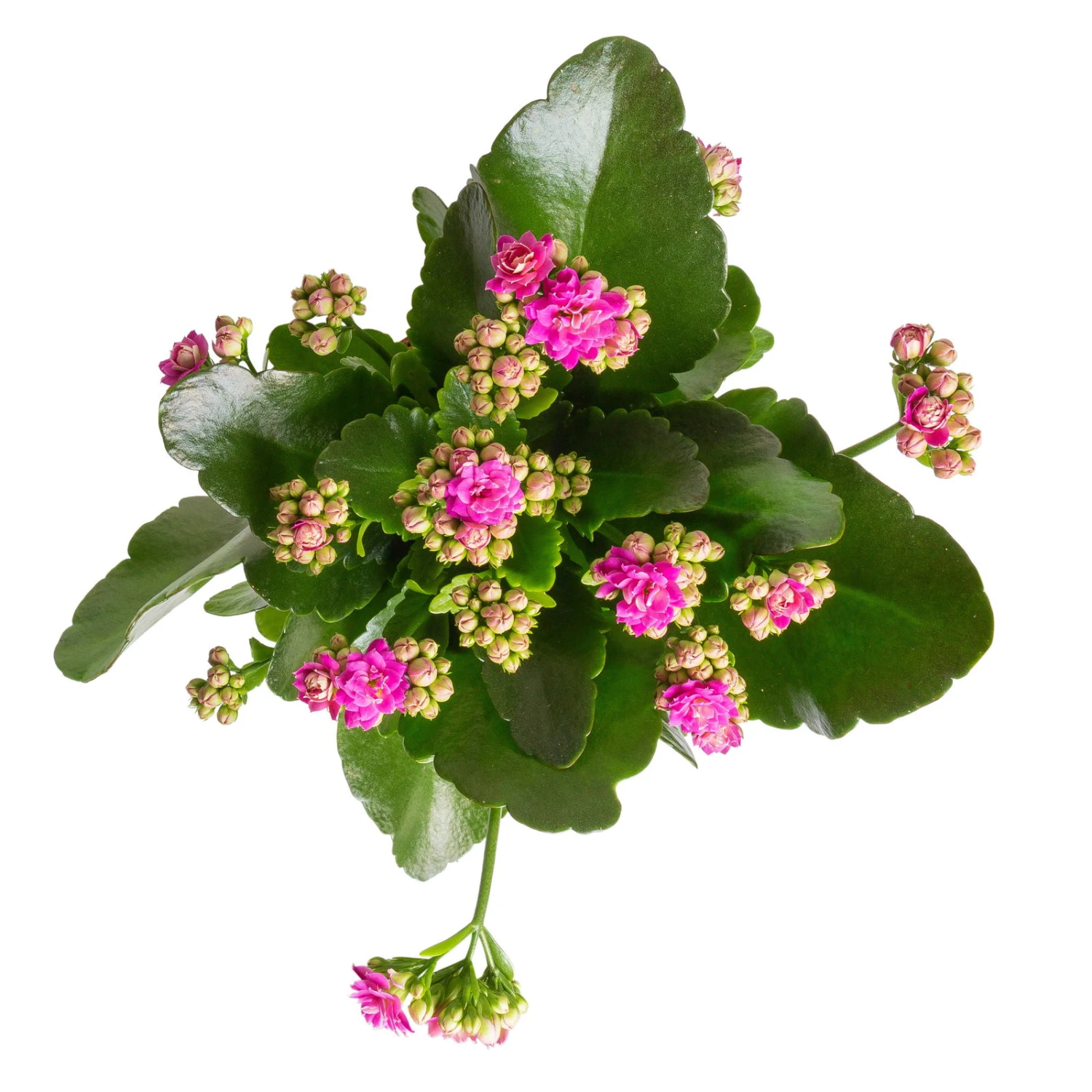 Kalanchoe 'Calandiva'®, Rot&violett, Topf-Ø 12 Cm, Höhe Ca. 20-30 Cm, 6er-Set - Image 2