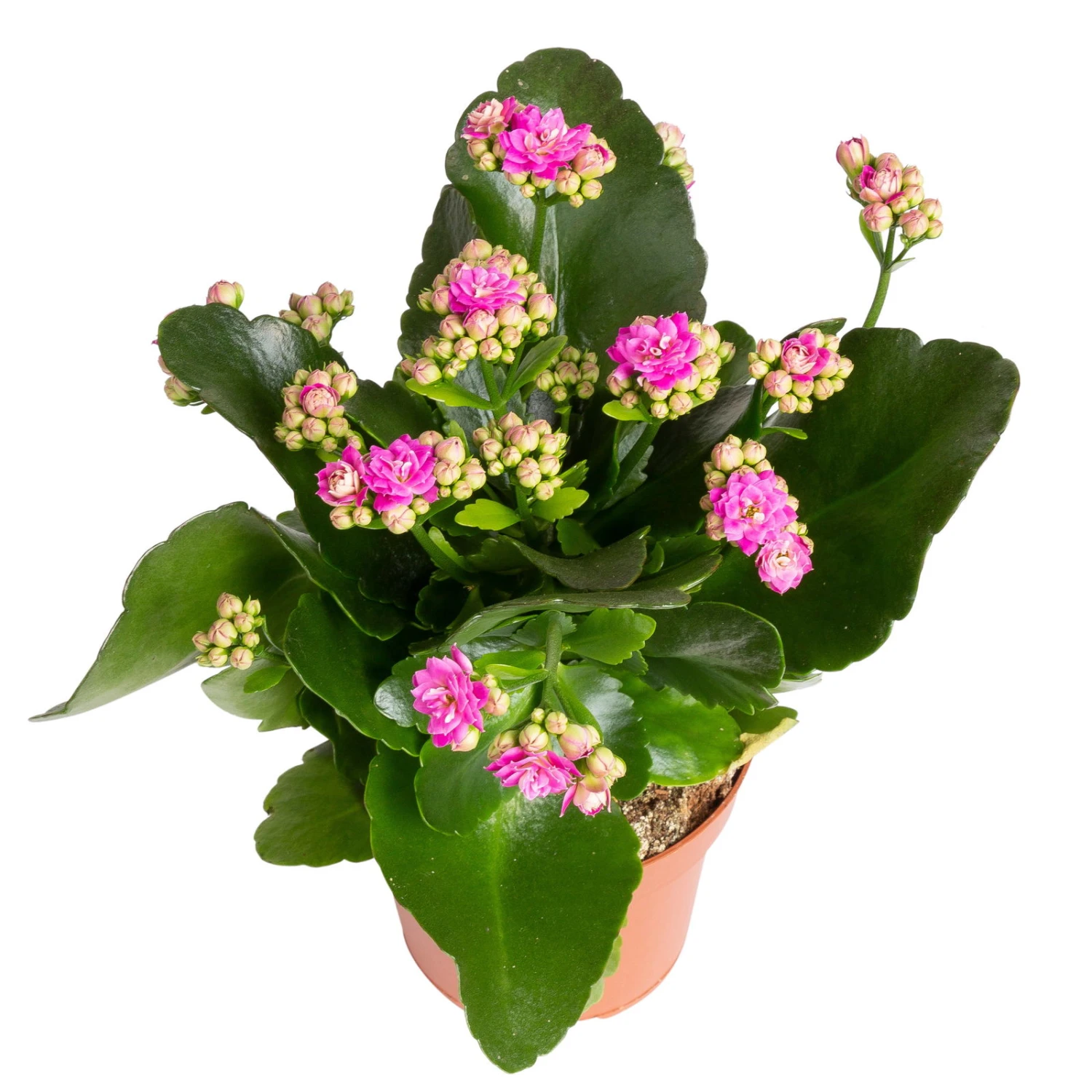 Kalanchoe 'Calandiva'®, Violett, Topf-Ø 12 Cm, Höhe Ca. 27,5 Cm, 6er-Set - Image 2