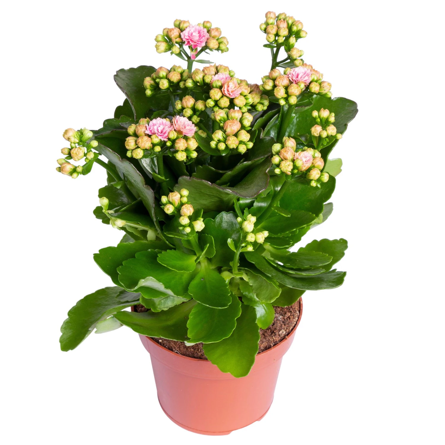 Kalanchoe 'Calandiva'®, Rosa-weiß, Topf-Ø 12 Cm, Höhe Ca. 27,5 Cm, 6er-Set - Image 3