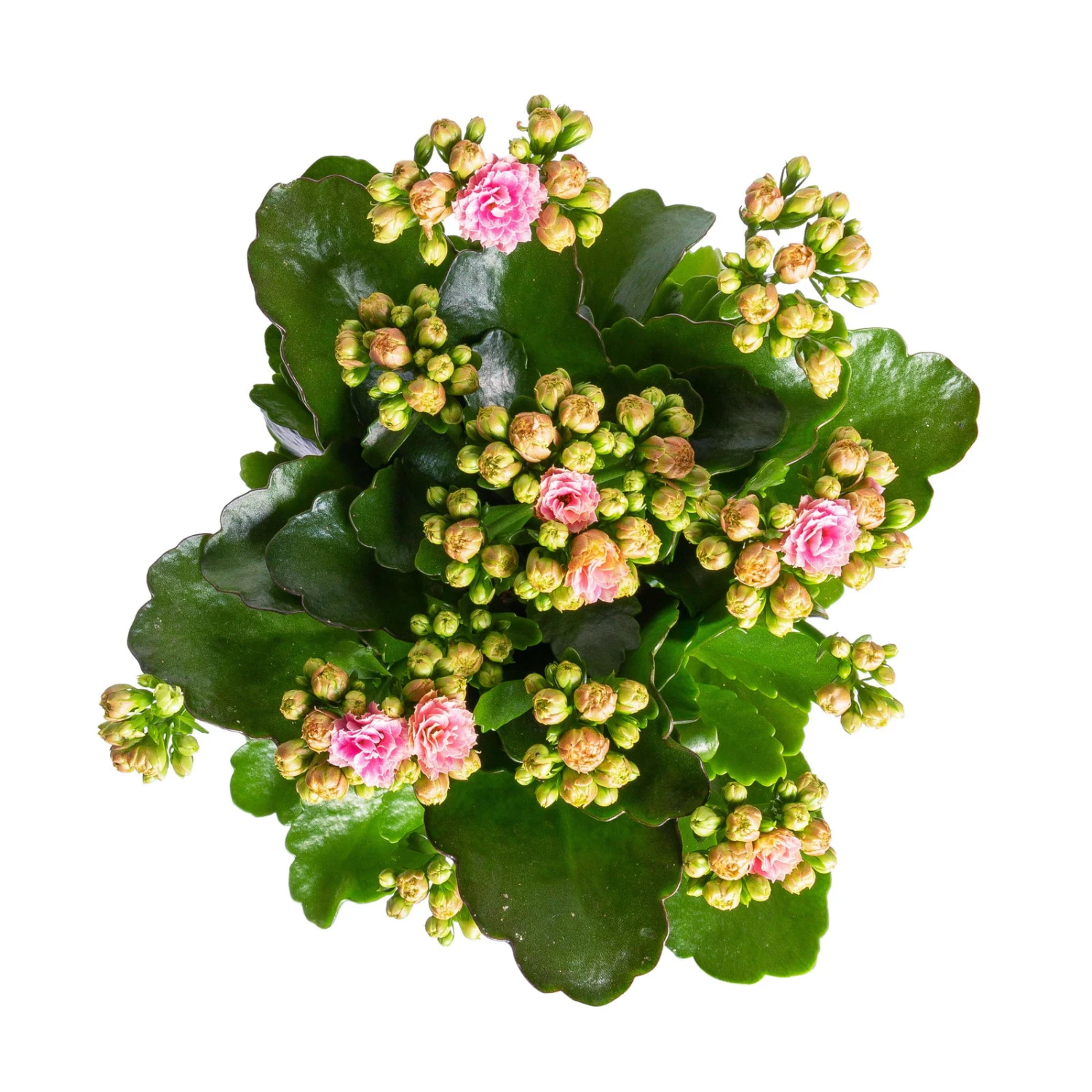 Kalanchoe 'Calandiva'®, Rosa-weiß, Topf-Ø 12 Cm, Höhe Ca. 27,5 Cm, 6er-Set - Image 4