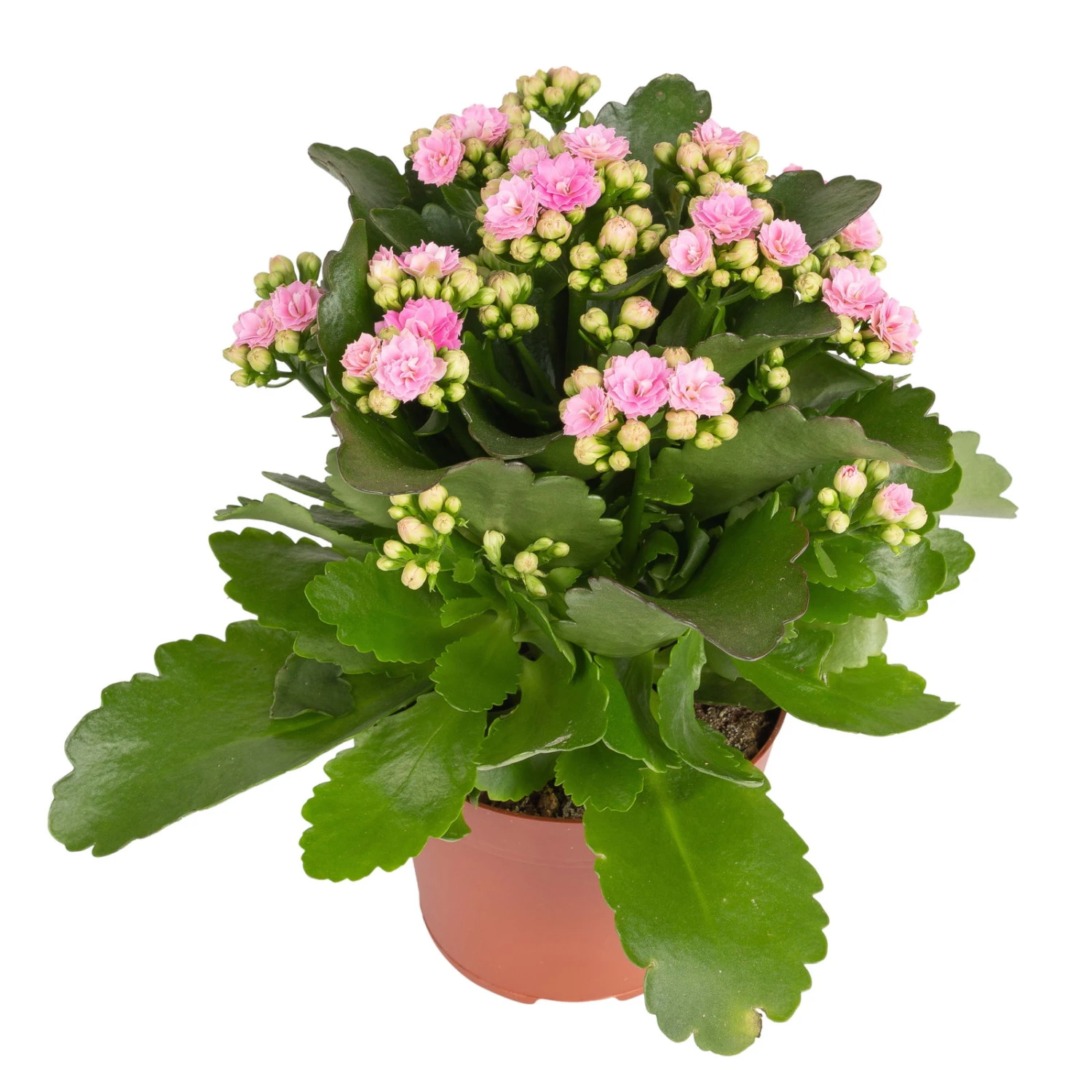 Kalanchoe 'Calandiva'®, Rosa, Topf-Ø 12 Cm, Höhe Ca. 27,5 Cm, 6er-Set - Image 3