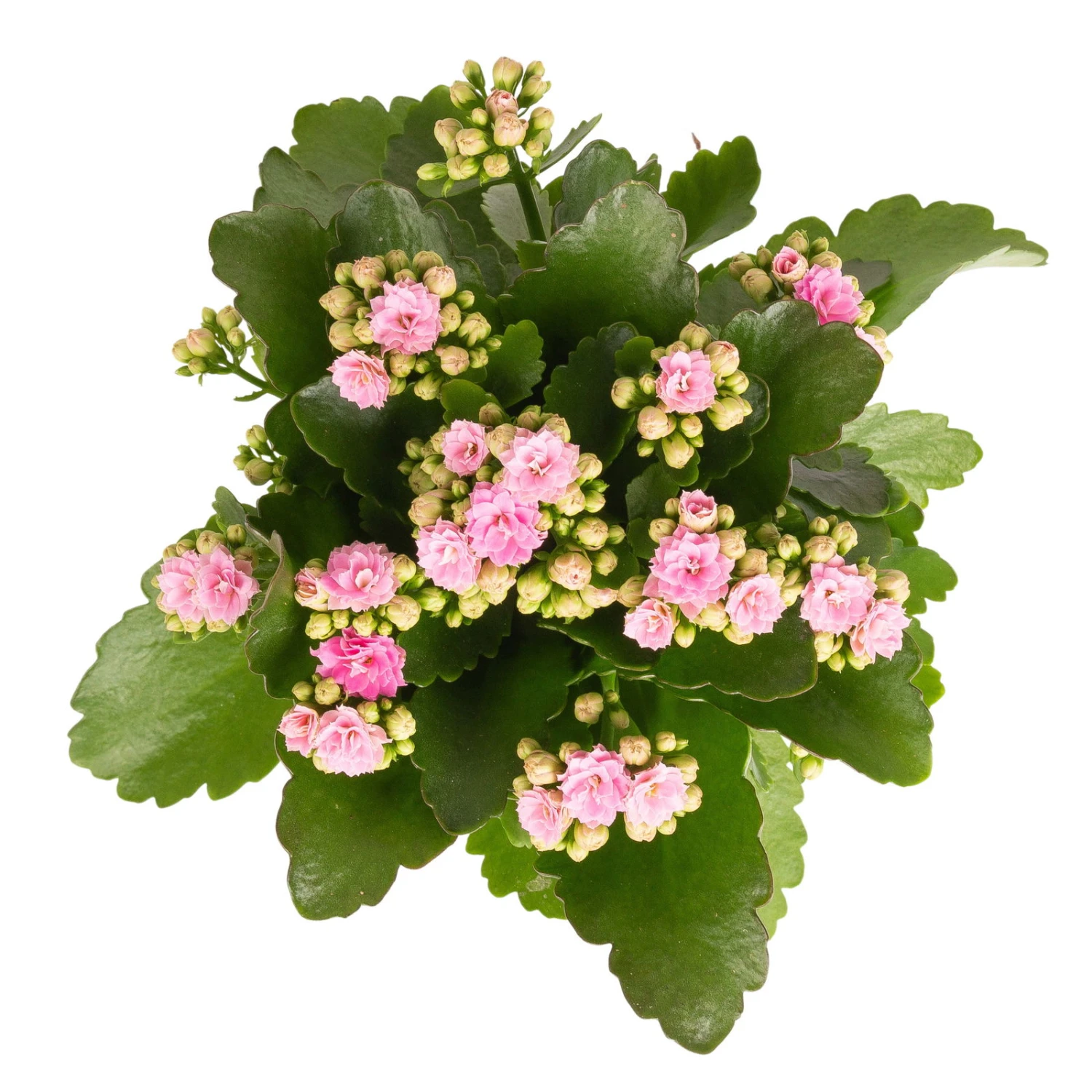 Kalanchoe 'Calandiva'®, Rosa, Topf-Ø 12 Cm, Höhe Ca. 27,5 Cm, 6er-Set - Image 4
