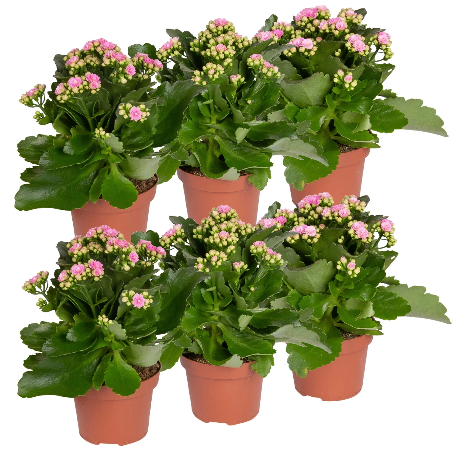 Kalanchoe 'Calandiva'®, Rosa, Topf-Ø 12 Cm, Höhe Ca. 27,5 Cm, 6er-Set - Image 2