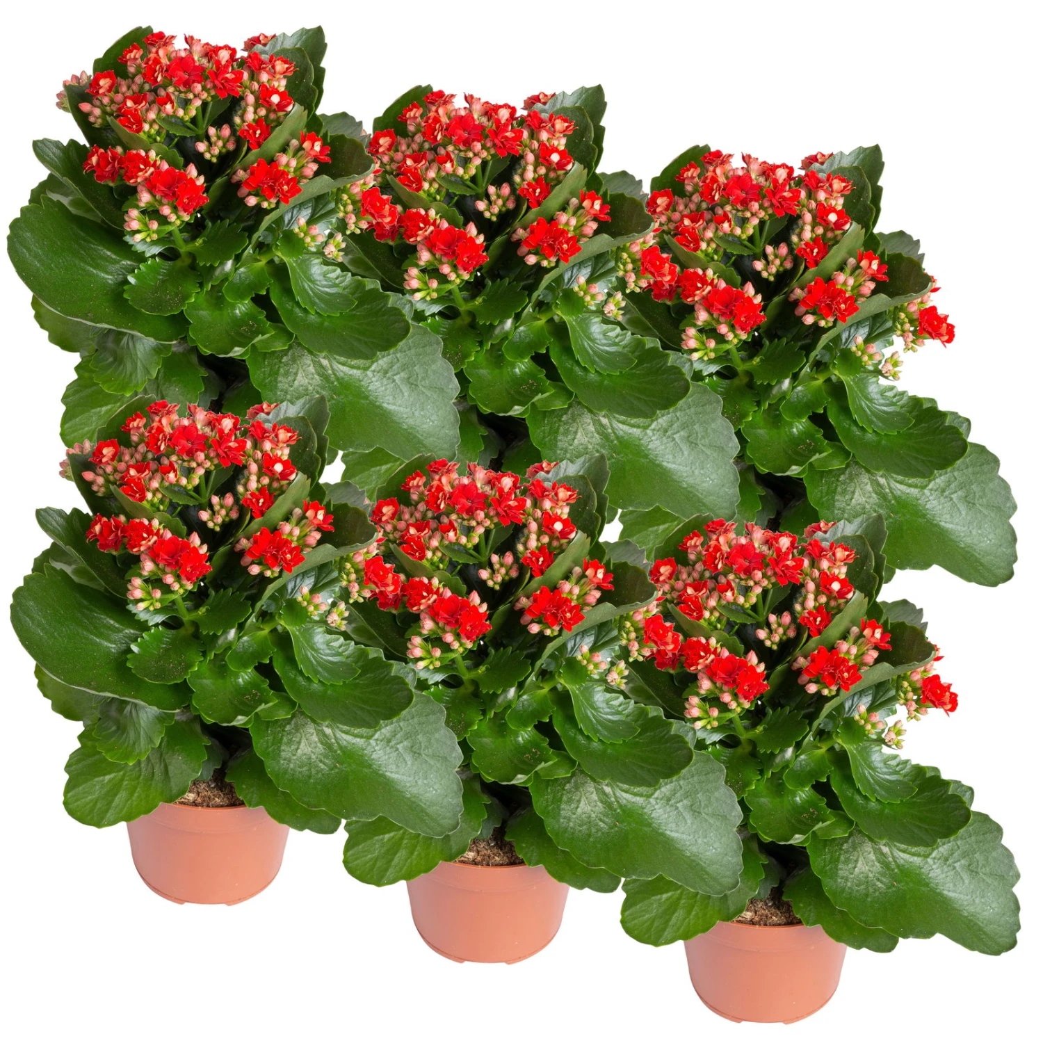 Kalanchoe 'Calandiva'®, Rot, Topf-Ø 12 Cm, Höhe Ca. 27,5 Cm, 6er-Set - Image 2