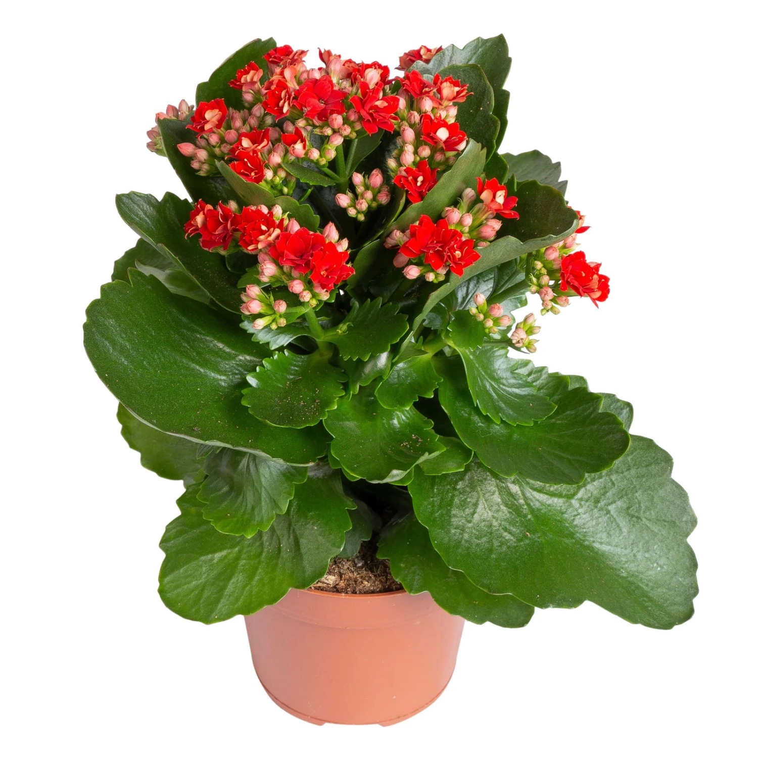 Kalanchoe 'Calandiva'®, Rot&violett, Topf-Ø 12 Cm, Höhe Ca. 20-30 Cm, 6er-Set - Image 5