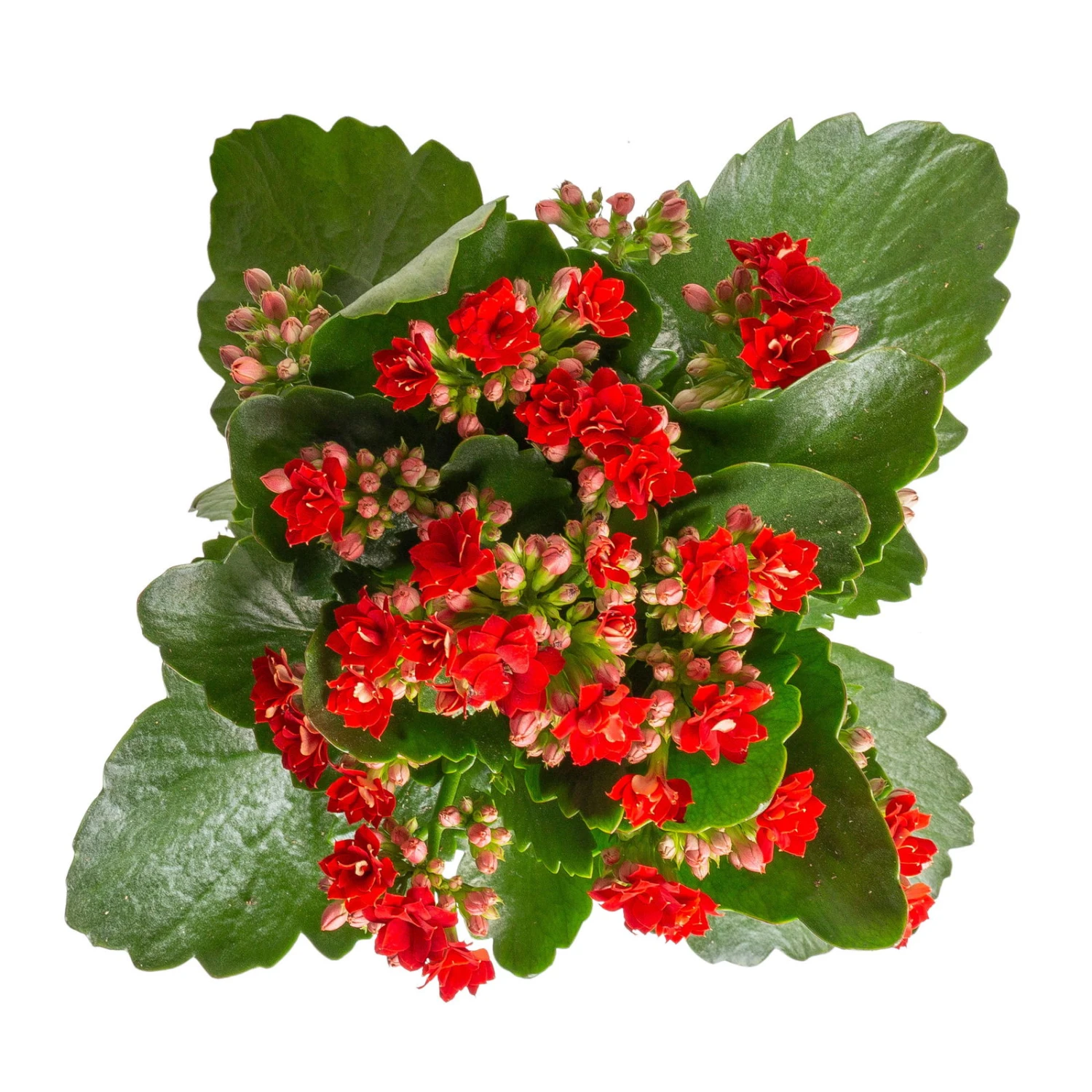 Kalanchoe 'Calandiva'®, Rot, Topf-Ø 12 Cm, Höhe Ca. 27,5 Cm, 6er-Set - Image 4