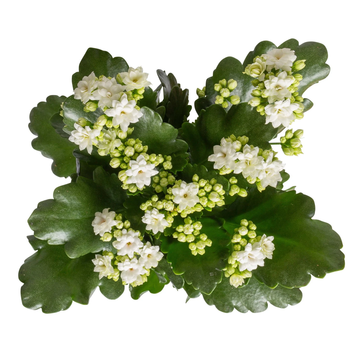 Kalanchoe 'Calandiva'®, Weiß, Topf-Ø 12 Cm, Höhe Ca. 27,5 Cm, 6er-Set - Image 6