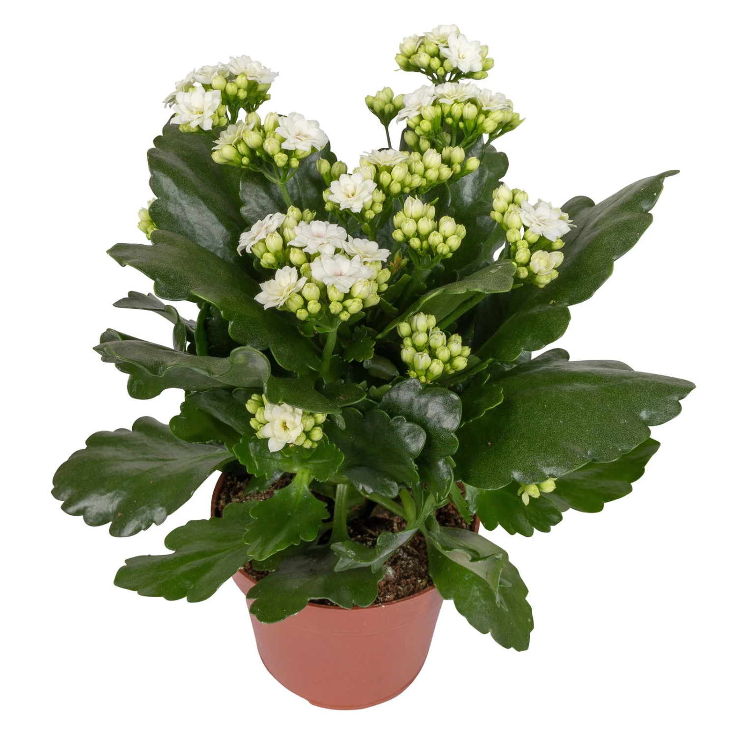 Kalanchoe 'Calandiva'®, Weiß, Topf-Ø 12 Cm, Höhe Ca. 27,5 Cm, 6er-Set - Image 5