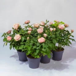 Rose Patio, Rosa, Topf-Ø 13 Cm, 6er-Set