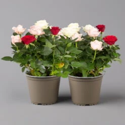 Rose 'Infinity' Rosa-weiß & Rot, Topf-Ø 14 Cm, 2er-Set