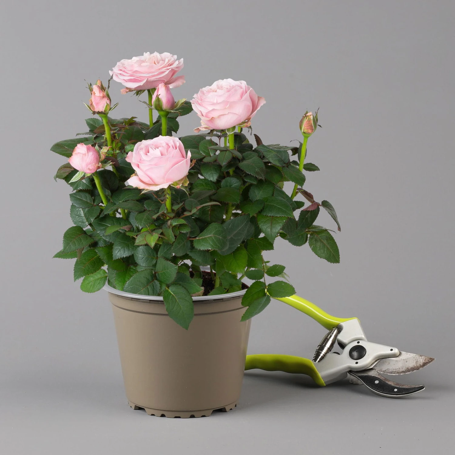 Rose Infinity, Rosa, Topf-Ø 14 Cm, 2er-Set - Image 2