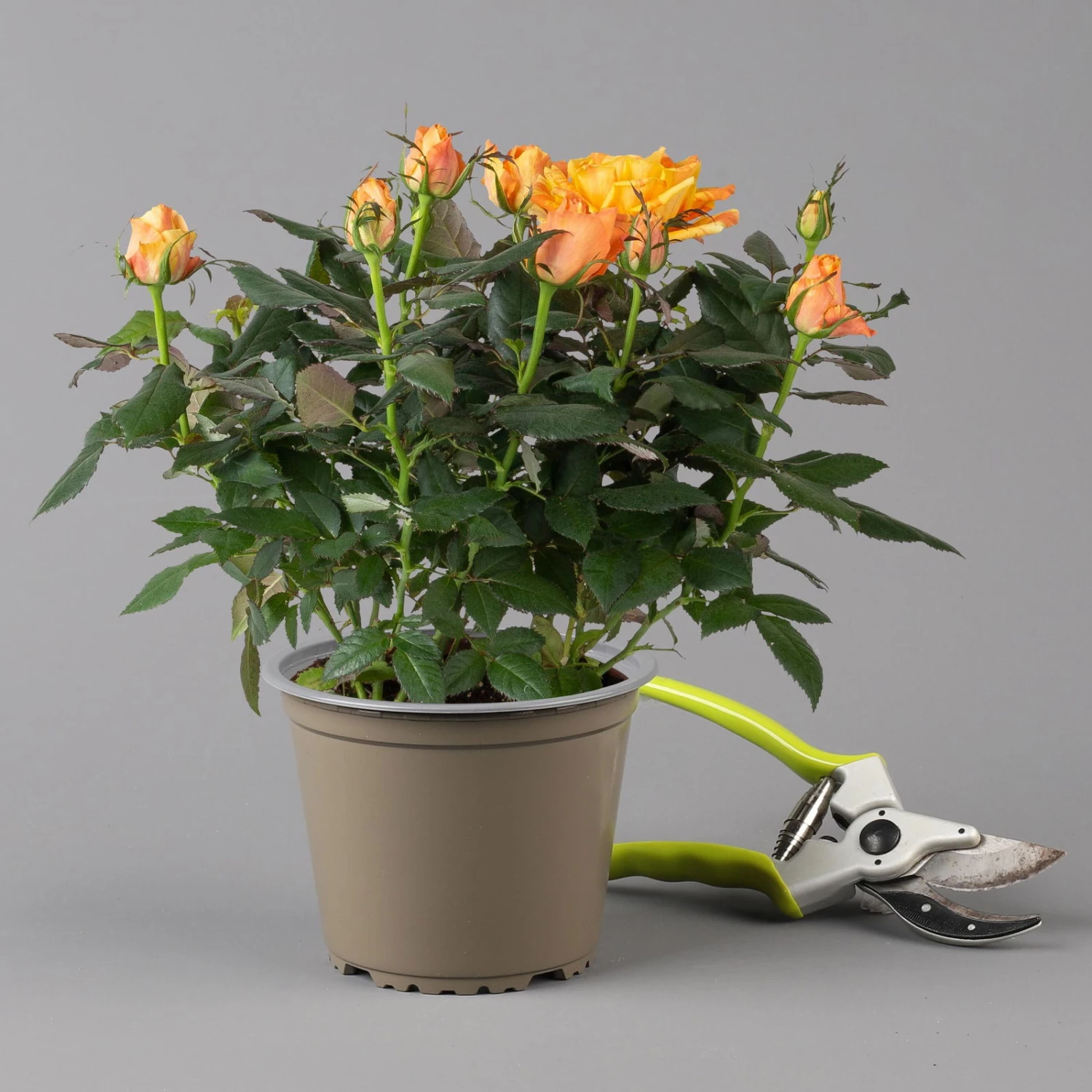 Rose Orange, Topf-Ø 14 Cm, 2er-Set - Image 2