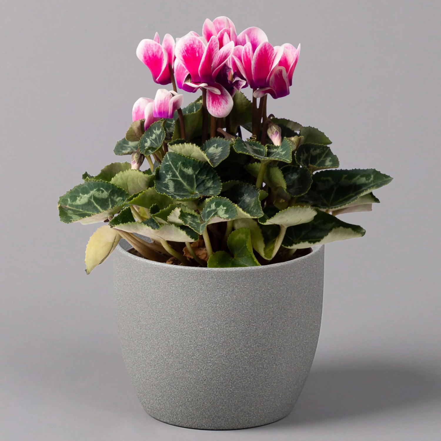 Alpenveilchen 'Picola Shine', Weiß-violett, Topf-Ø 10,5cm, Höhe Ca 23cm, 6er-Set - Image 2