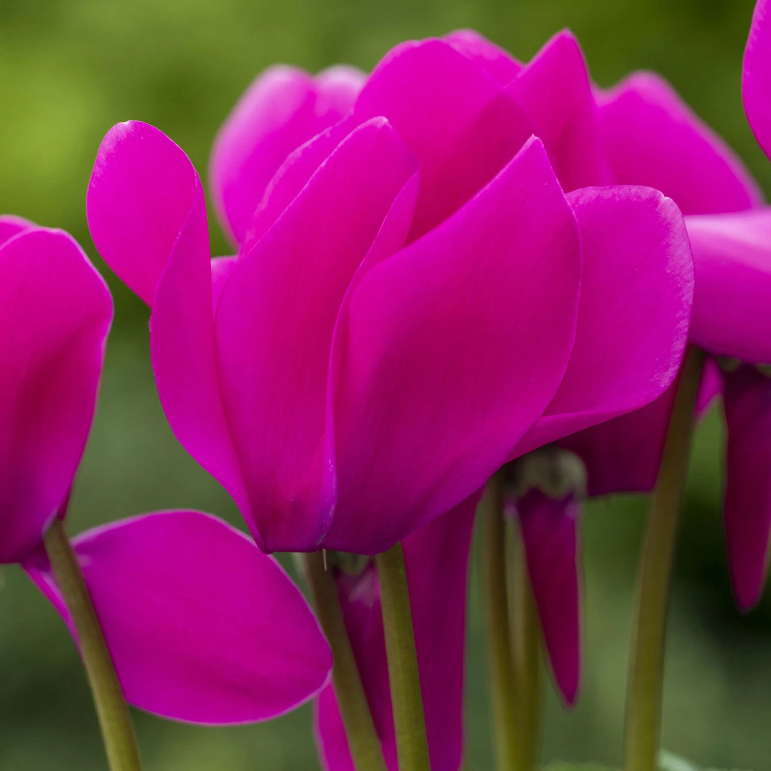 Alpenveilchen, Farbe Zufällig, Topf-Ø 10,5 Cm, Höhe Ca. 23 Cm, 6er-Set - Image 9