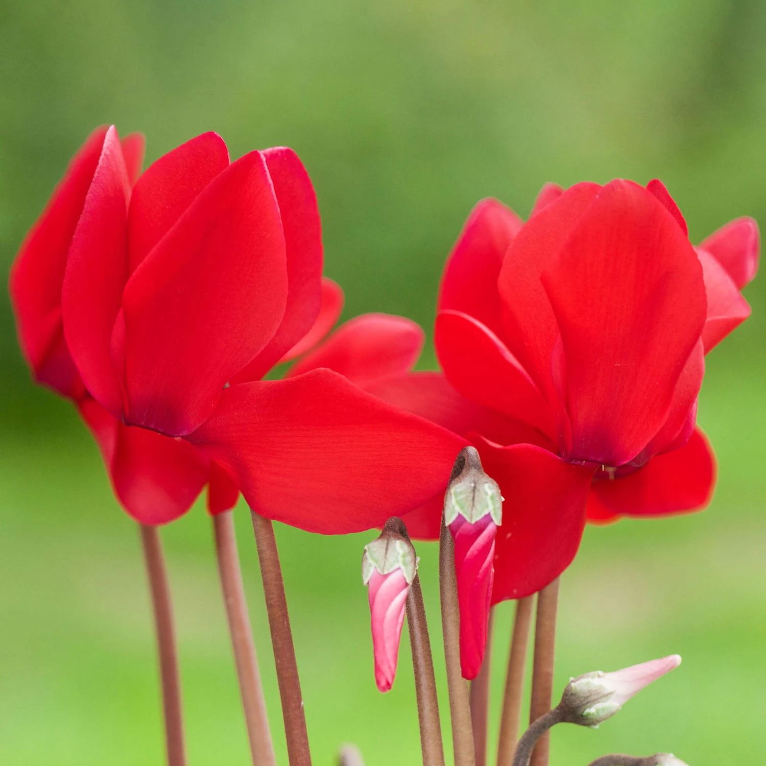 Alpenveilchen, Farbe Zufällig, Topf-Ø 10,5 Cm, Höhe Ca. 23 Cm, 6er-Set - Image 7