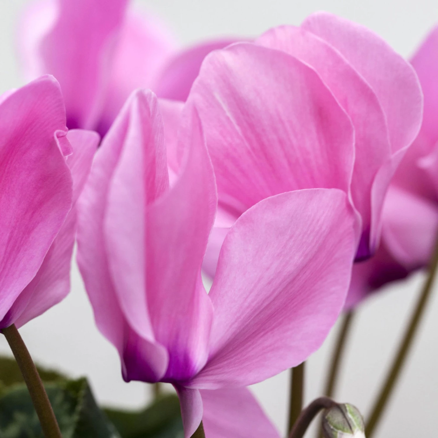 Alpenveilchen-Trio, Zufällige Farben, Topf-Ø 13 Cm, Höhe Ca. 30 Cm, 3er-Set - Image 4