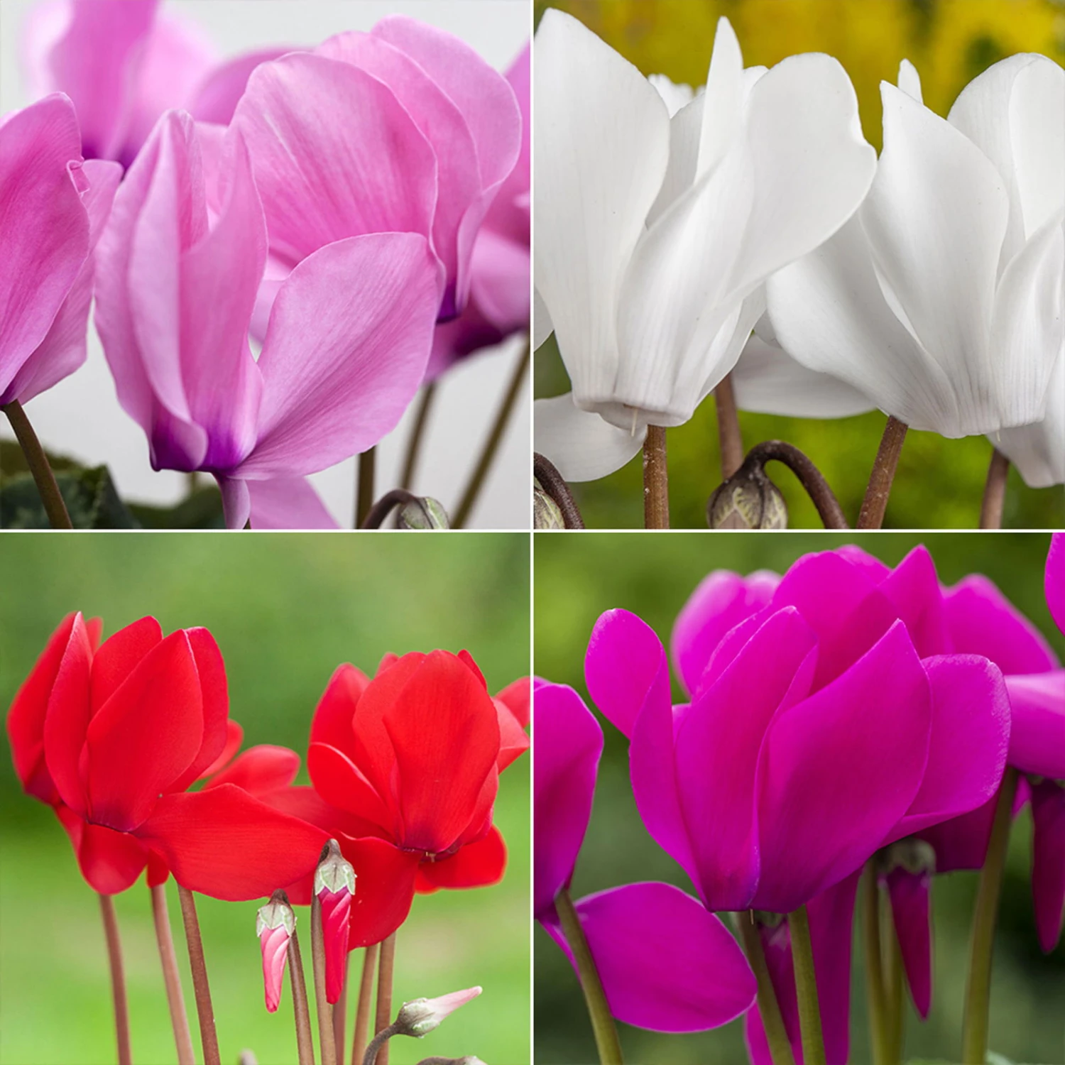 Alpenveilchen, Farbe Zufällig, Topf-Ø 10,5 Cm, Höhe Ca. 23 Cm, 6er-Set - Image 2