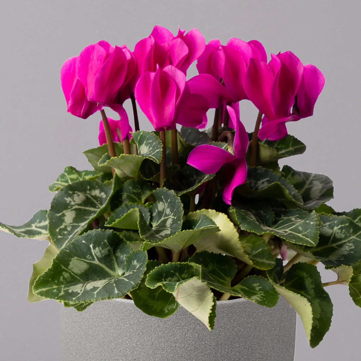 Alpenveilchen, Farbe Zufällig, Topf-Ø 10,5 Cm, Höhe Ca. 23 Cm, 6er-Set - Image 8