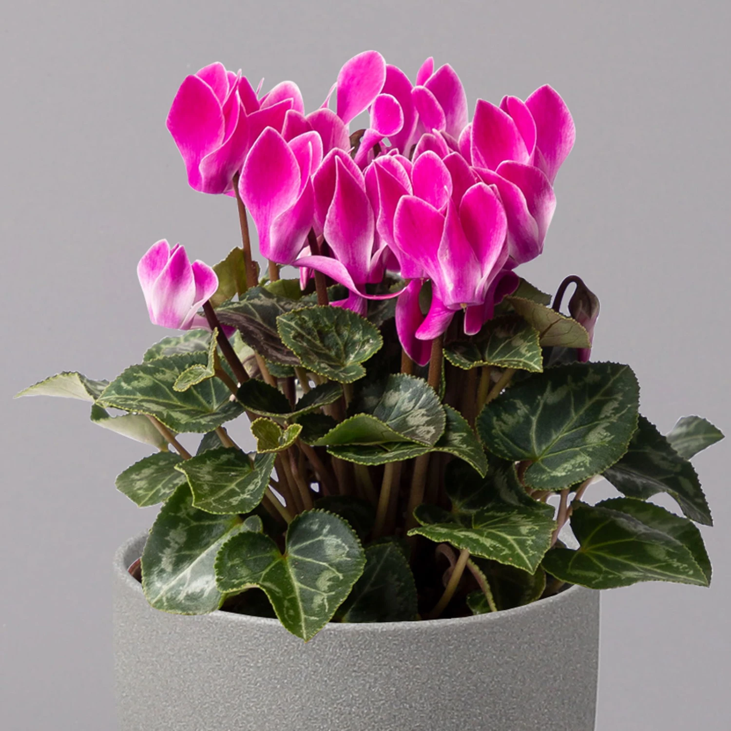 Alpenveilchen, Farbe Zufällig, Topf-Ø 10,5 Cm, Höhe Ca. 23 Cm, 6er-Set - Image 14