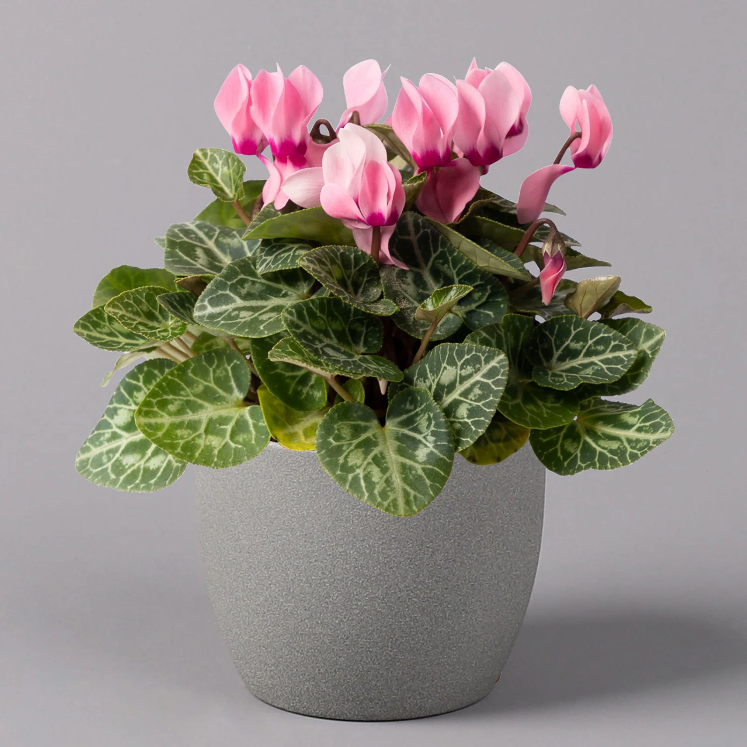 Alpenveilchen, Farbe Zufällig, Topf-Ø 10,5 Cm, Höhe Ca. 23 Cm, 6er-Set - Image 18