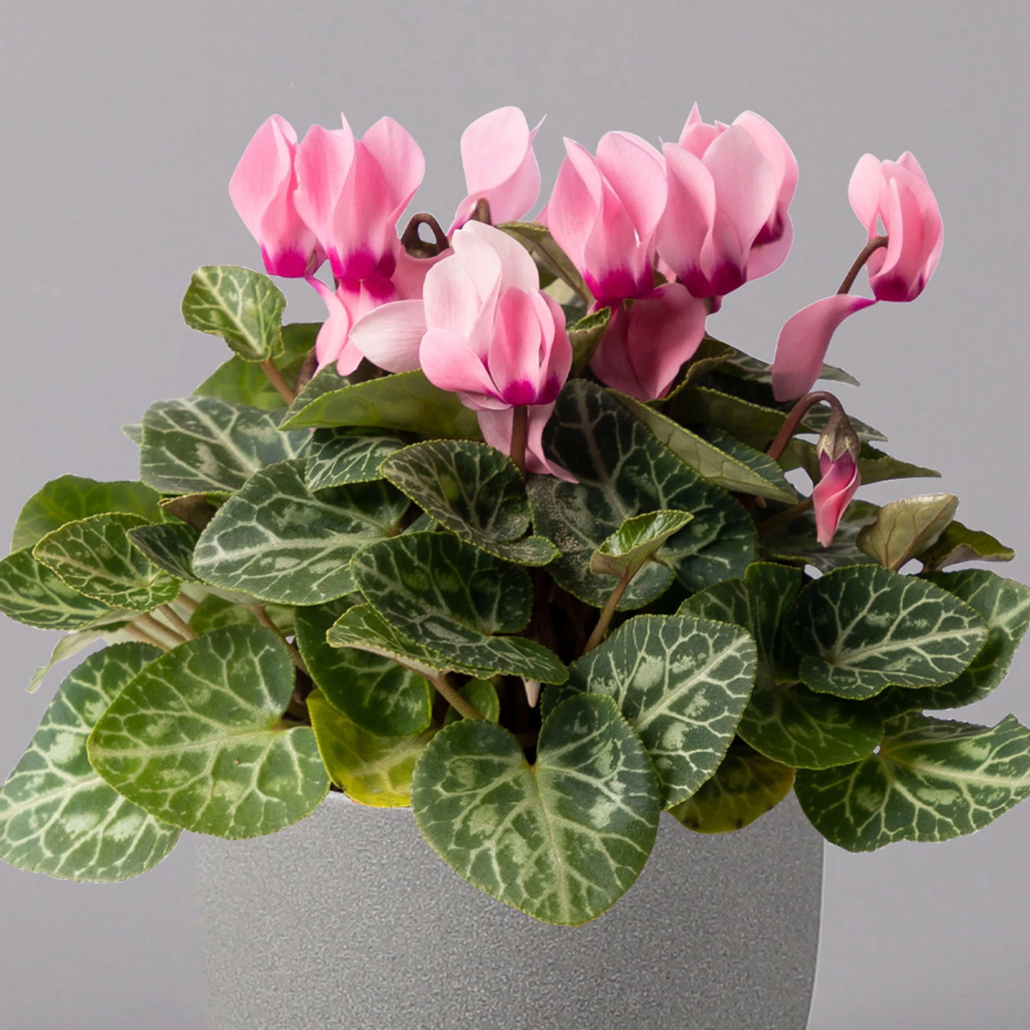 Alpenveilchen, Farbe Zufällig, Topf-Ø 10,5 Cm, Höhe Ca. 23 Cm, 6er-Set - Image 19