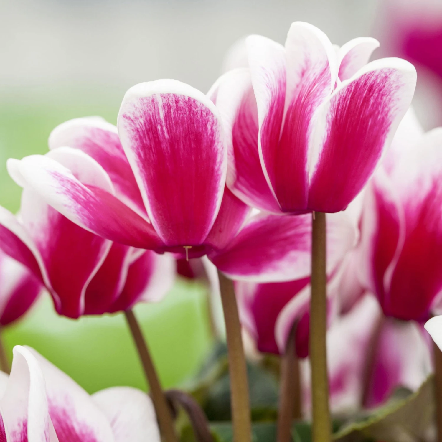 Alpenveilchen, Zweifarbig, Zufällige Farbe, Topf-Ø 13 Cm, Höhe Ca. 30cm, 3er-Set - Image 3