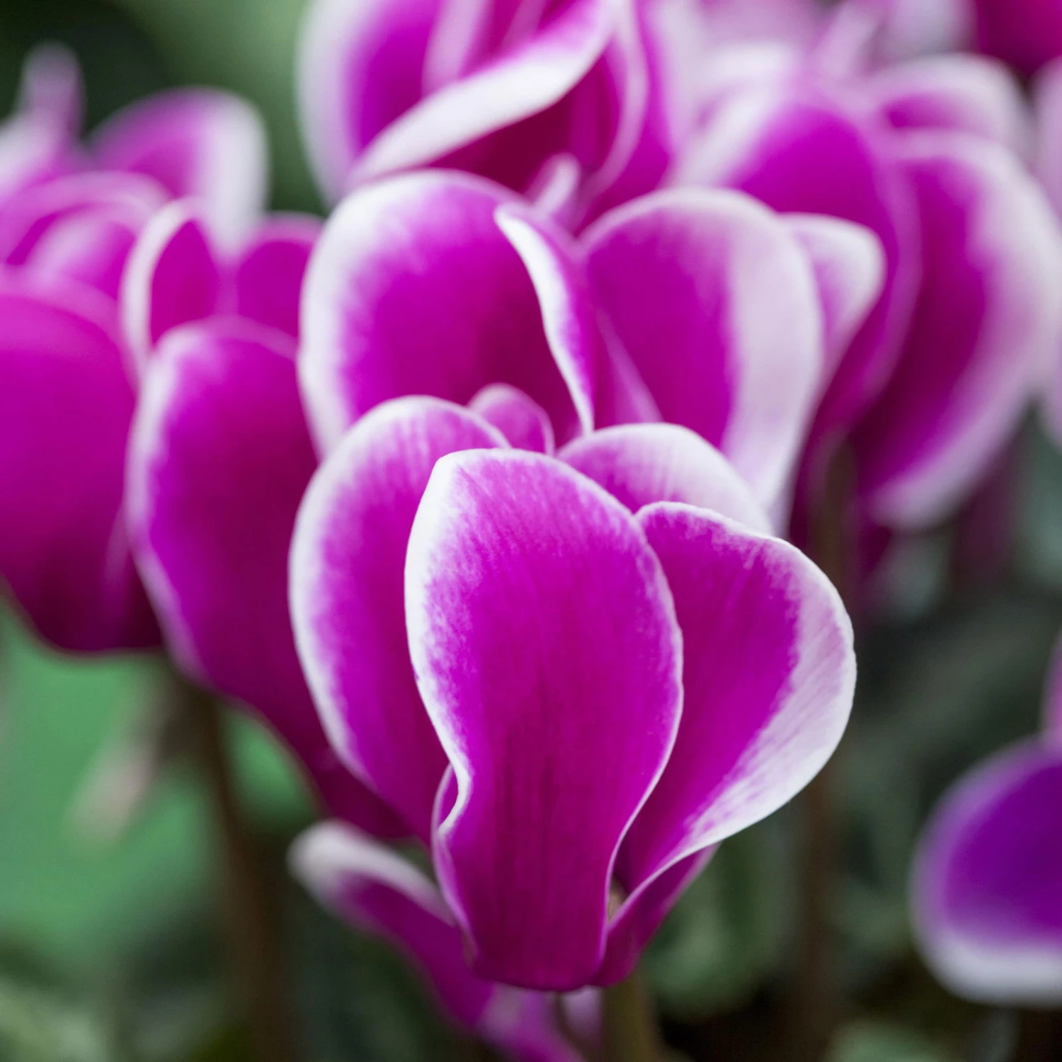 Alpenveilchen, Zweifarbig, Zufällige Farbe, Topf-Ø 13 Cm, Höhe Ca. 30cm, 3er-Set - Image 2