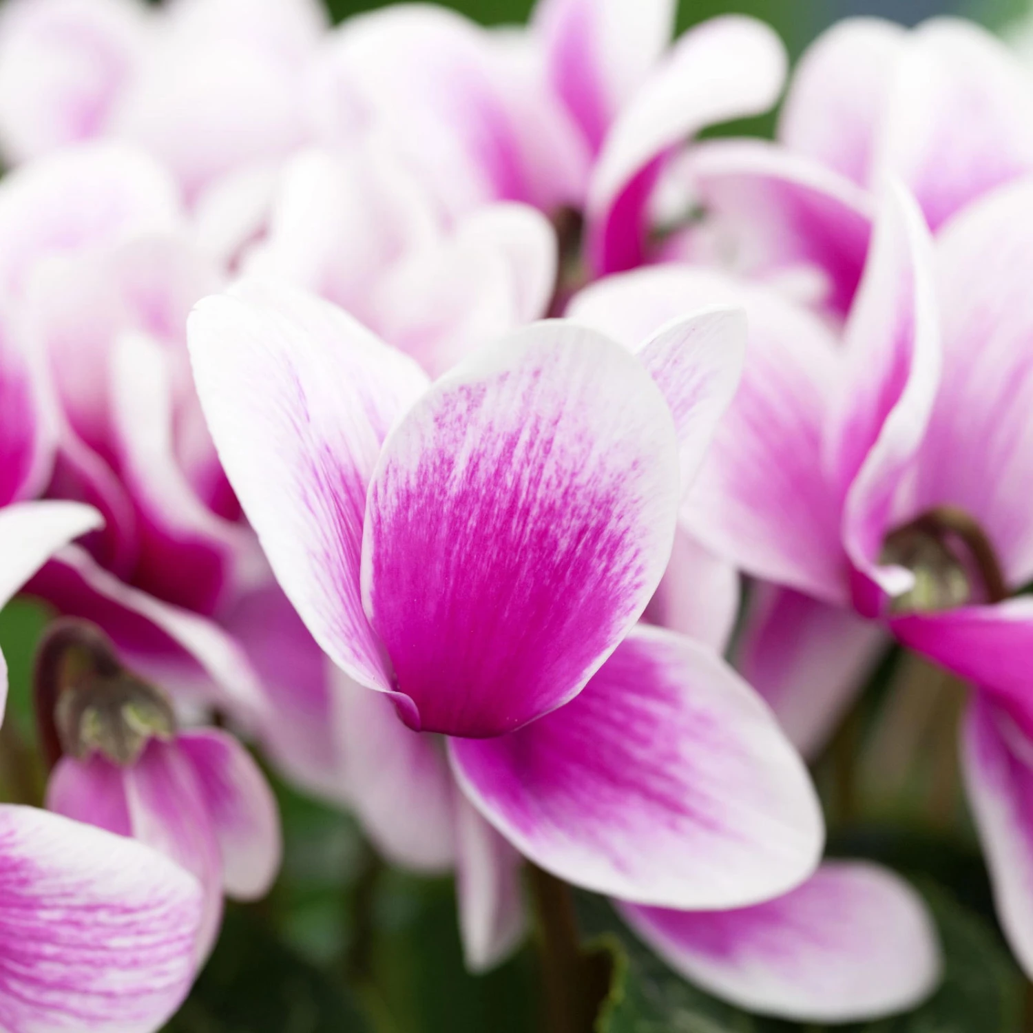 Alpenveilchen, Zweifarbig, Zufällige Farbe, Topf-Ø 13 Cm, Höhe Ca. 30cm, 3er-Set - Image 4