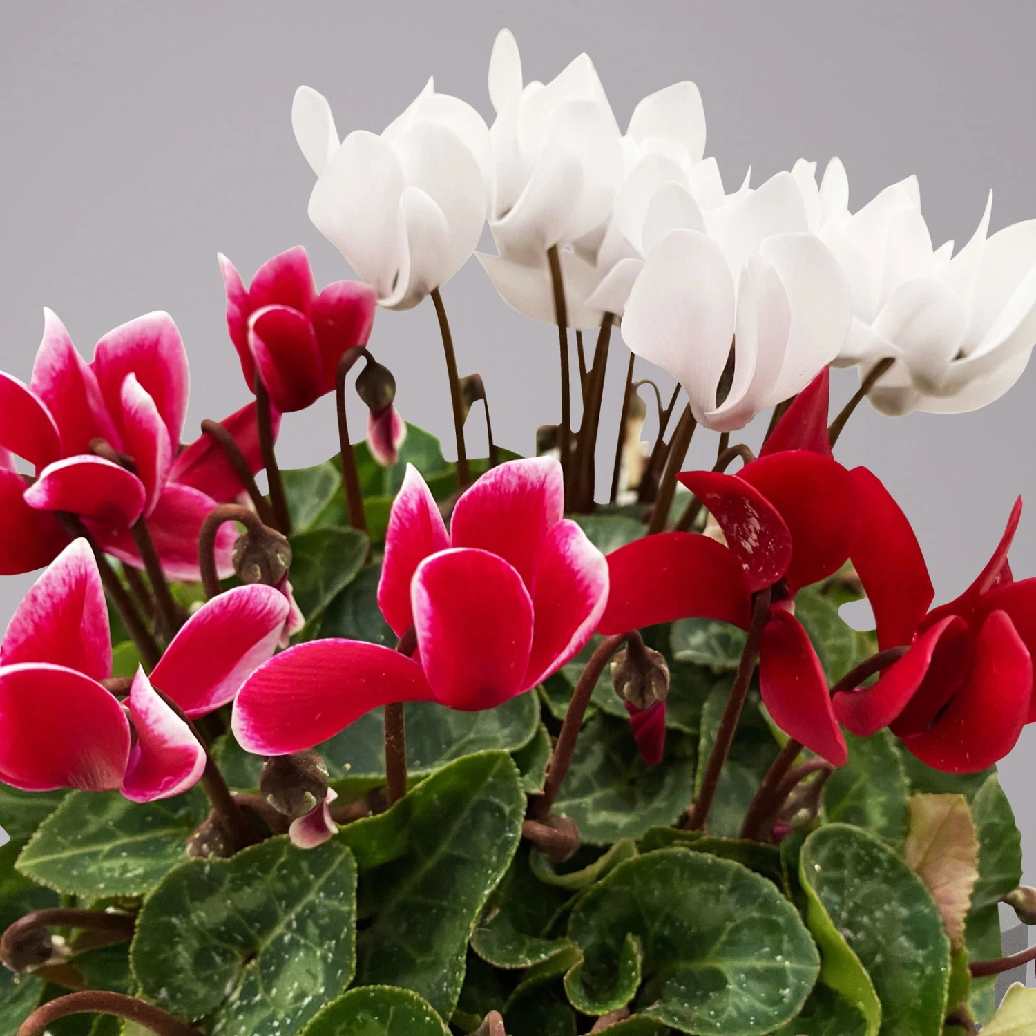 Alpenveilchen-Trio, Zufällige Farben, Topf-Ø 13 Cm, Höhe Ca. 30 Cm, 3er-Set - Image 12