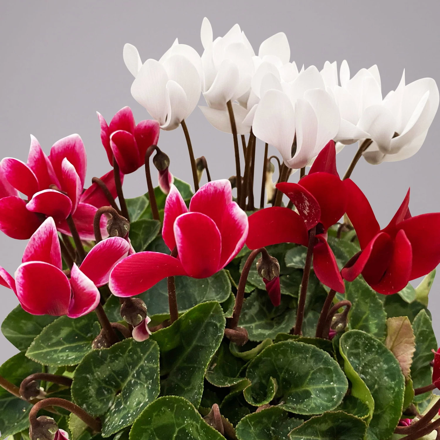 Alpenveilchen-Trio, Zufällige Farben, Topf-Ø 13 Cm, Höhe Ca. 30 Cm, 3er-Set - Image 3