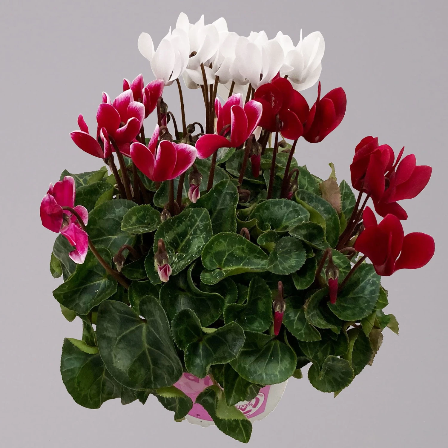 Alpenveilchen-Trio, Zufällige Farben, Topf-Ø 13 Cm, Höhe Ca. 30 Cm, 3er-Set - Image 5