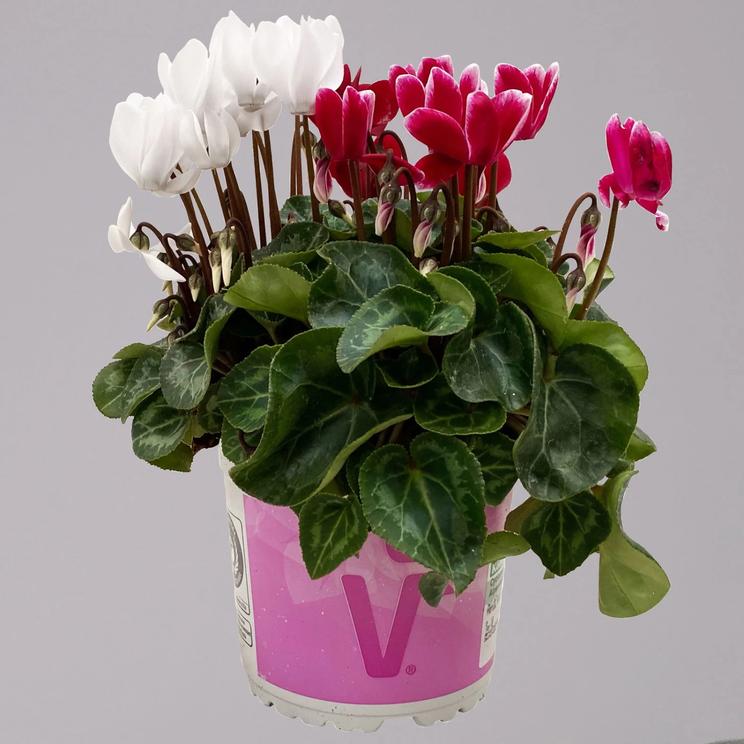 Alpenveilchen-Trio, Zufällige Farben, Topf-Ø 13 Cm, Höhe Ca. 30 Cm, 3er-Set - Image 10