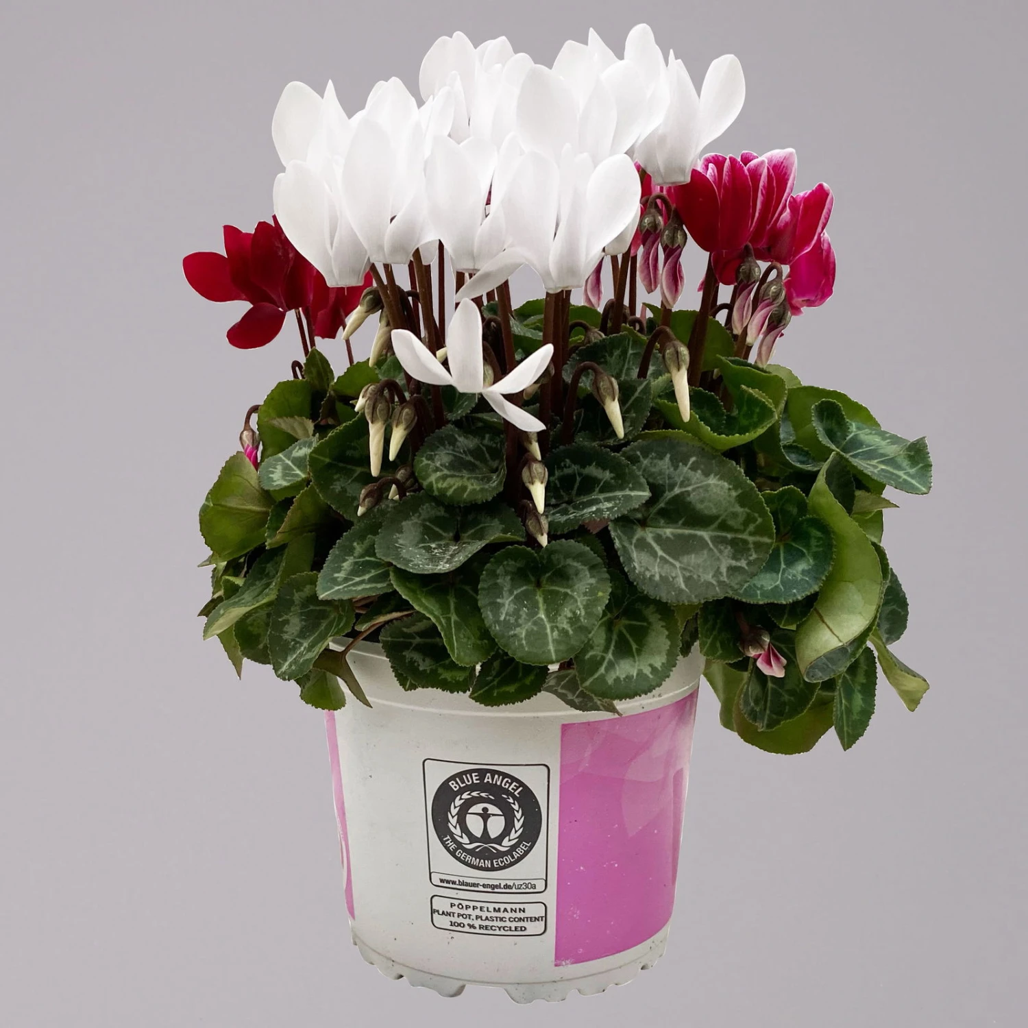 Alpenveilchen-Trio, Zufällige Farben, Topf-Ø 13 Cm, Höhe Ca. 30 Cm, 3er-Set - Image 11