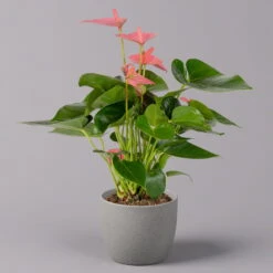 Flamingoblume 'Pink Champion', Pink, Topf-Ø 12 Cm, Höhe Ca. 35 Cm,