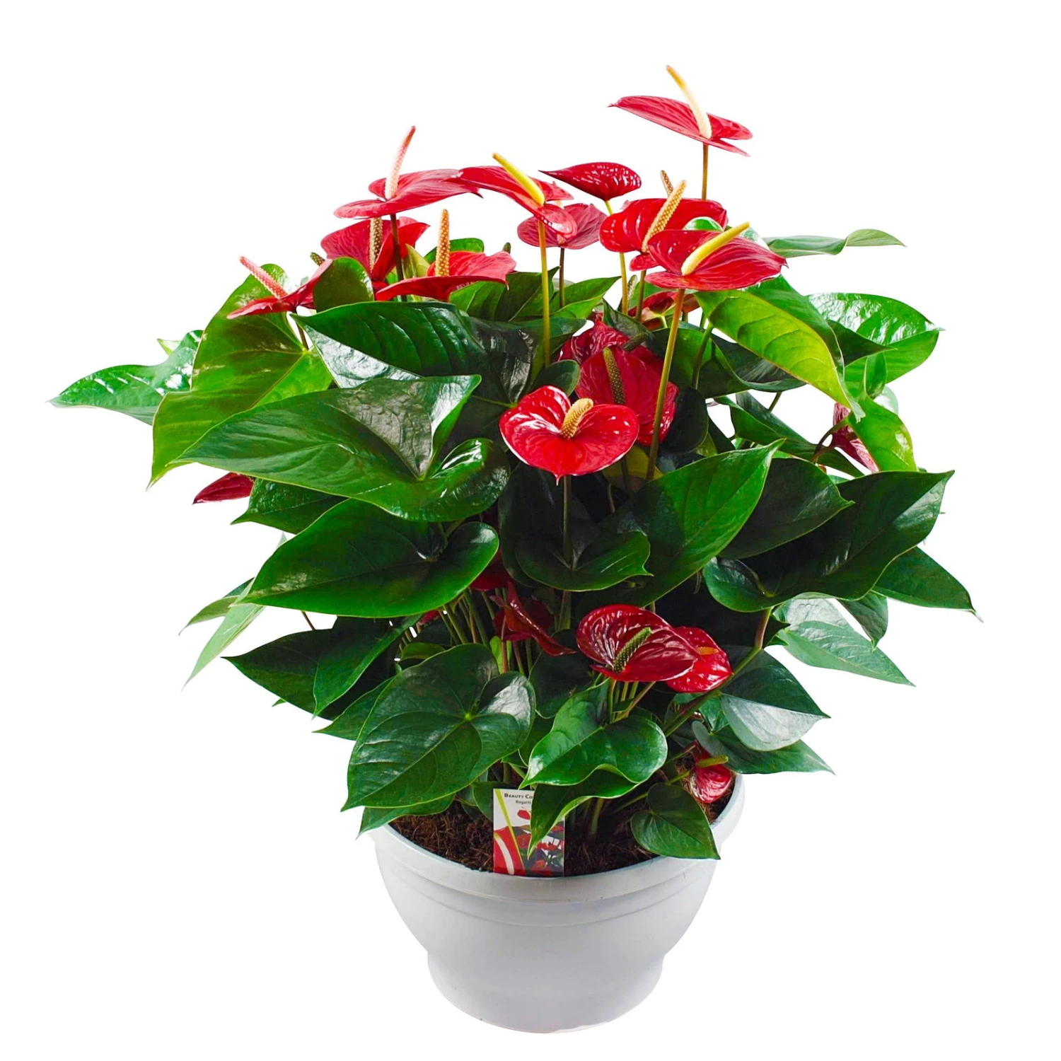 Flamingoblume, 'Bugatti Red', Rot, Topf-Ø 30 Cm, Höhe Ca. 65 Cm