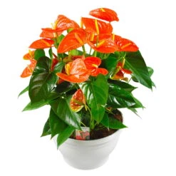 Flamingoblume, 'Prince Of Orange', Orange, Topf-Ø 30 Cm, Höhe Ca. 65 Cm