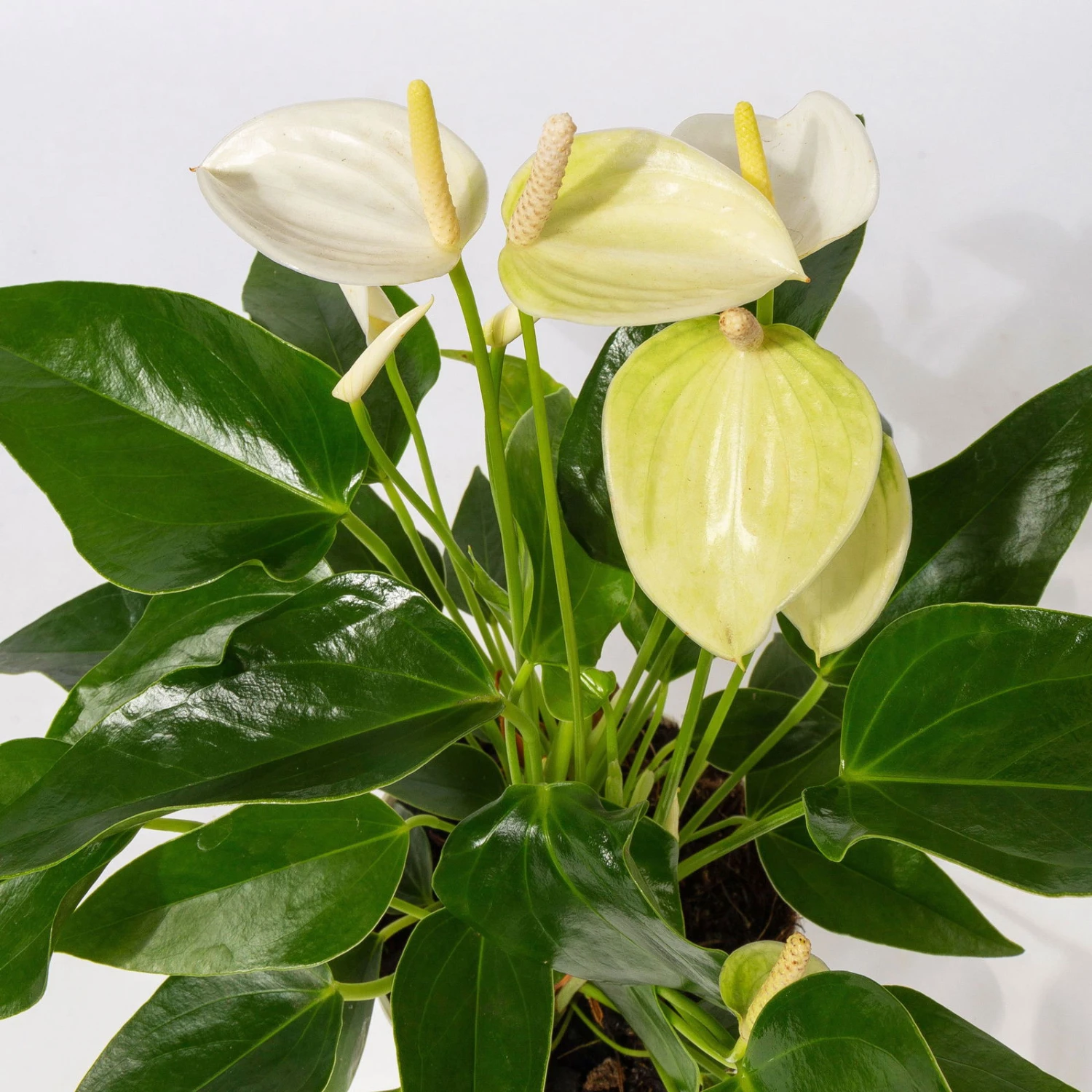 Flamingoblumen Mix Inkl. Übertopf Dallas Weiß, 2er-Set, Topf-Ø 12 Cm, Höhe 30 Cm - Image 5