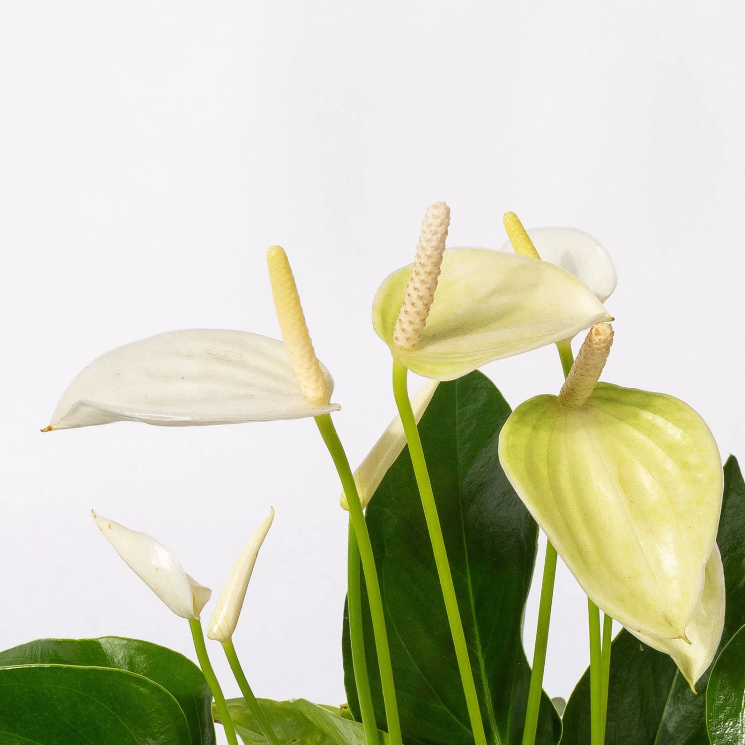 Flamingoblumen Mix Inkl. Übertopf Dallas Weiß, 2er-Set, Topf-Ø 12 Cm, Höhe 30 Cm - Image 6