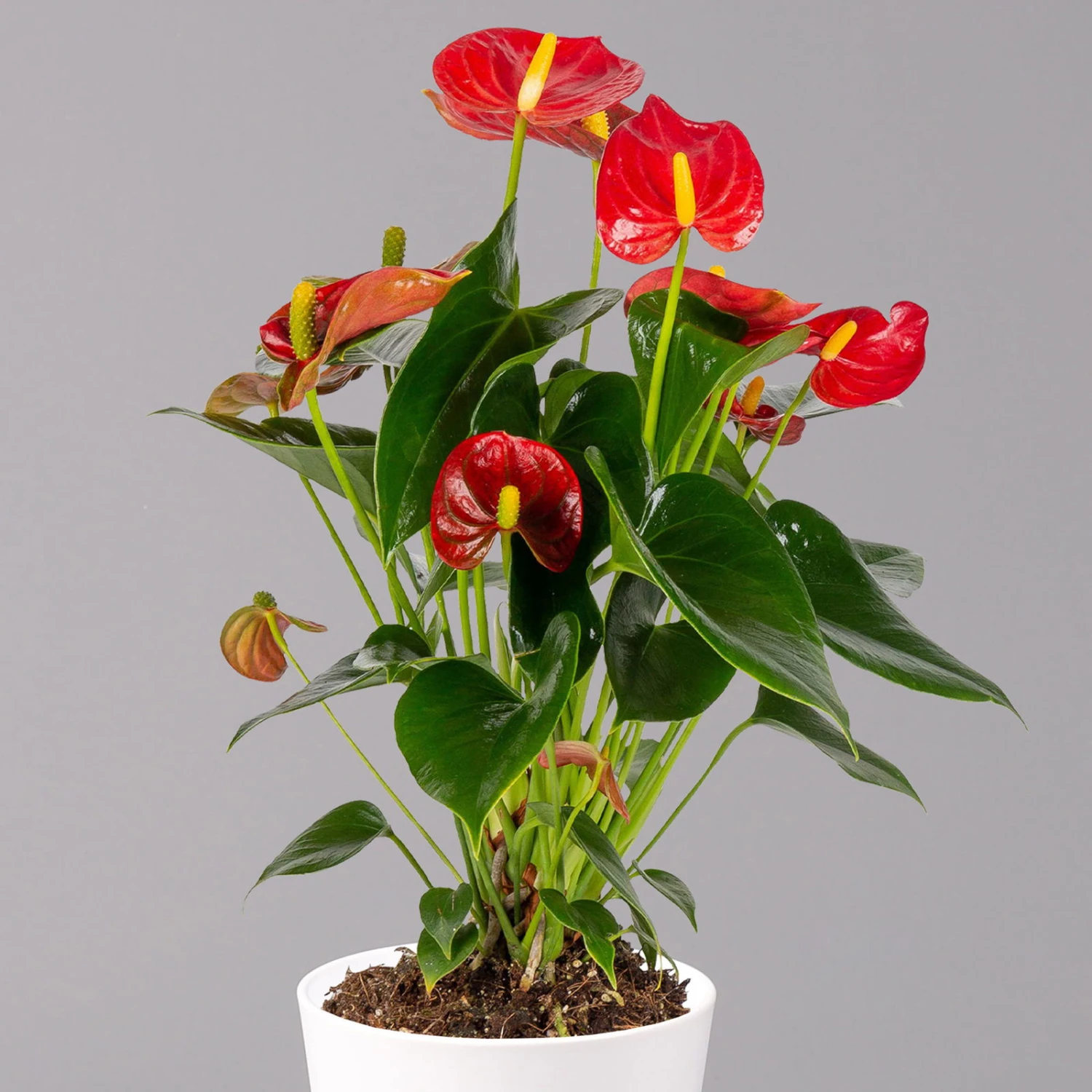 Flamingoblumen Mix Inkl. Übertopf Dallas Weiß, 2er-Set, Topf-Ø 12 Cm, Höhe 30 Cm - Image 8