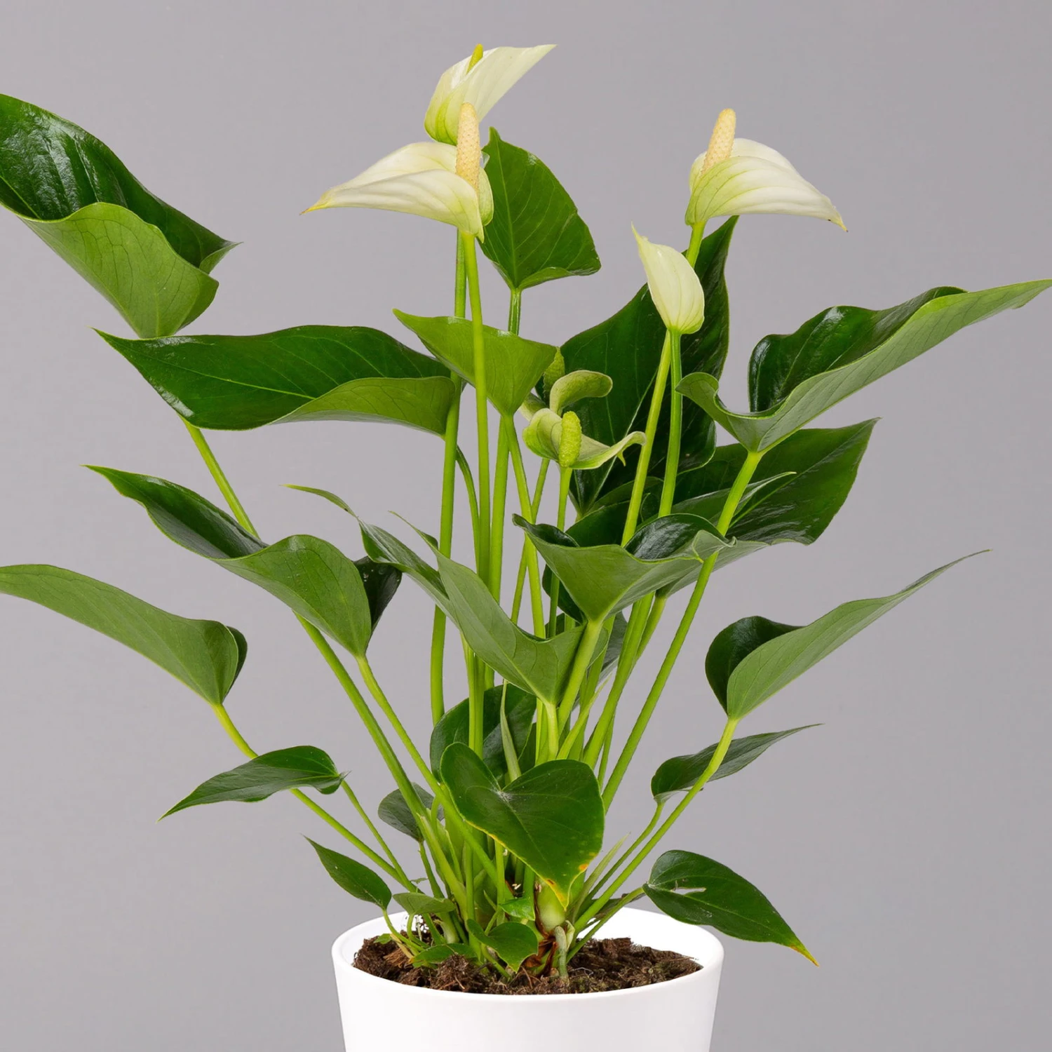 Flamingoblumen Mix Inkl. Übertopf Dallas Weiß, 2er-Set, Topf-Ø 12 Cm, Höhe 30 Cm - Image 3