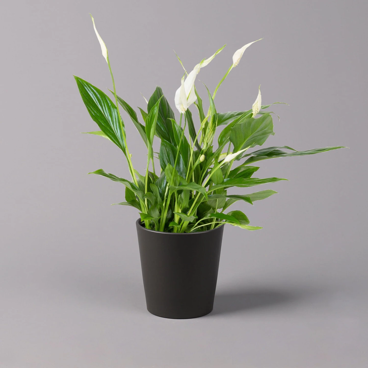 Einblatt 'Bellini', Topf-Ø 13 Cm, Mit Topf Anthrazit, Höhe Ca. 30 Cm, 3er-Set - Image 2