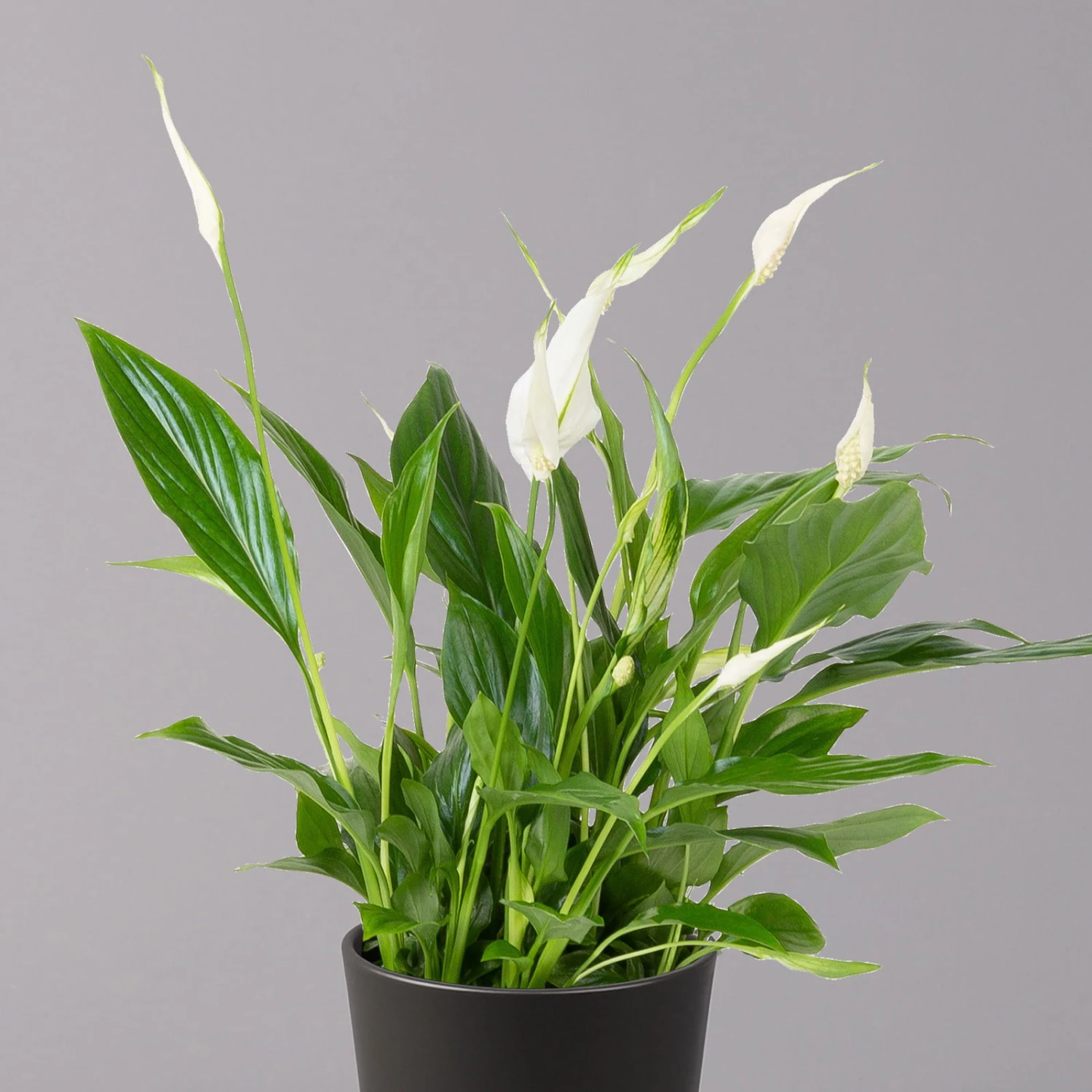 Einblatt 'Bellini', Topf-Ø 13 Cm, Mit Topf Anthrazit, Höhe Ca. 30 Cm, 3er-Set - Image 3