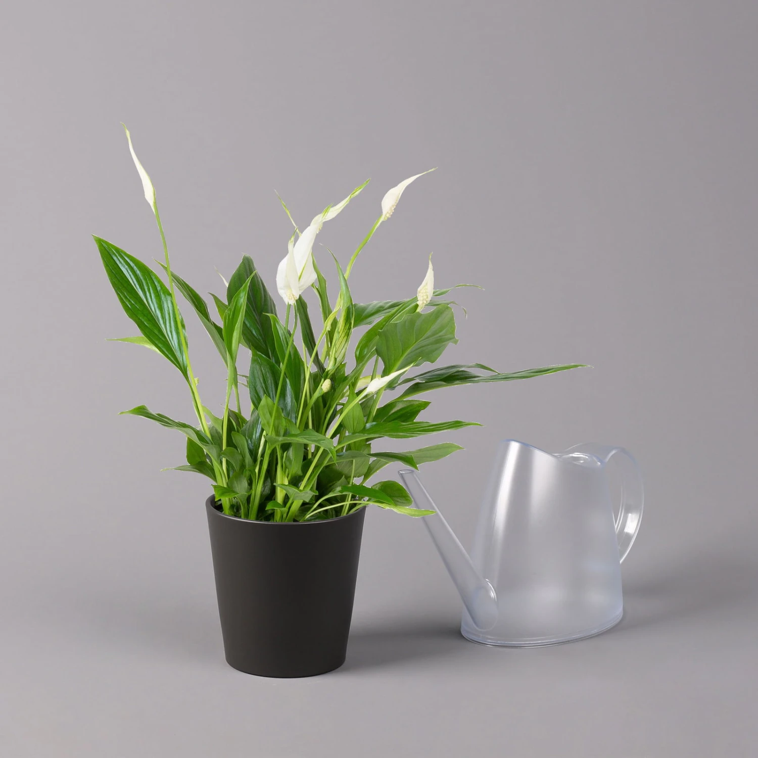 Einblatt 'Bellini', Topf-Ø 13 Cm, Mit Topf Anthrazit, Höhe Ca. 30 Cm, 3er-Set - Image 4