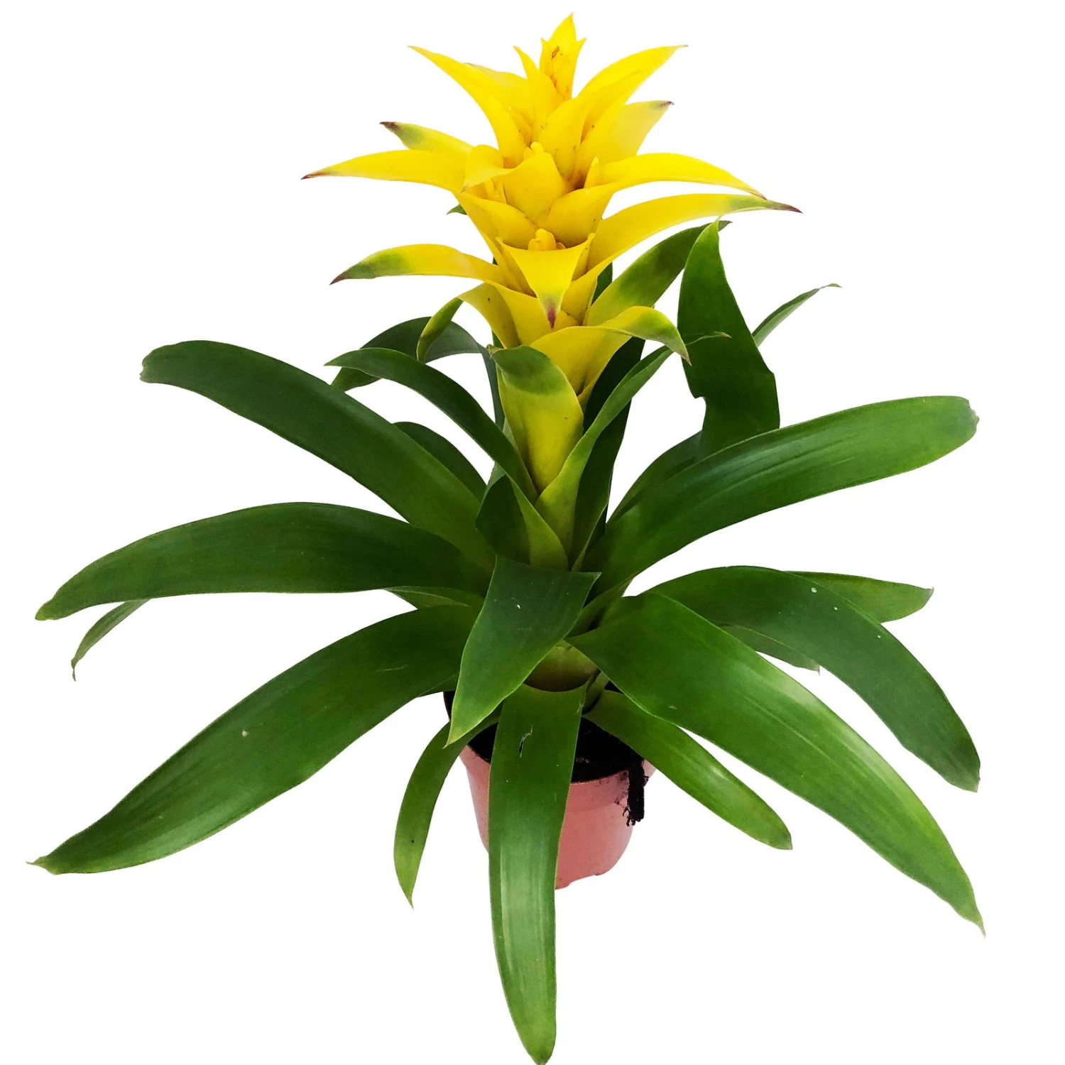 Guzmania 'Diana', Gelb, Topf-Ø 12 Cm, Höhe Ca. 50 Cm - Image 2